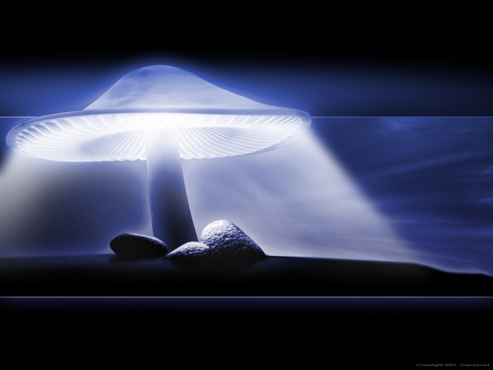Wallpaper Luminous Mushroom By Da5id Customize Org