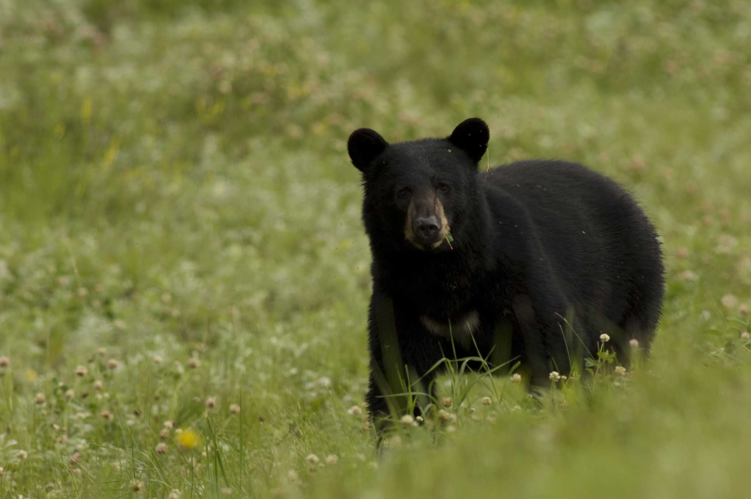 Black Bear Wallpaper