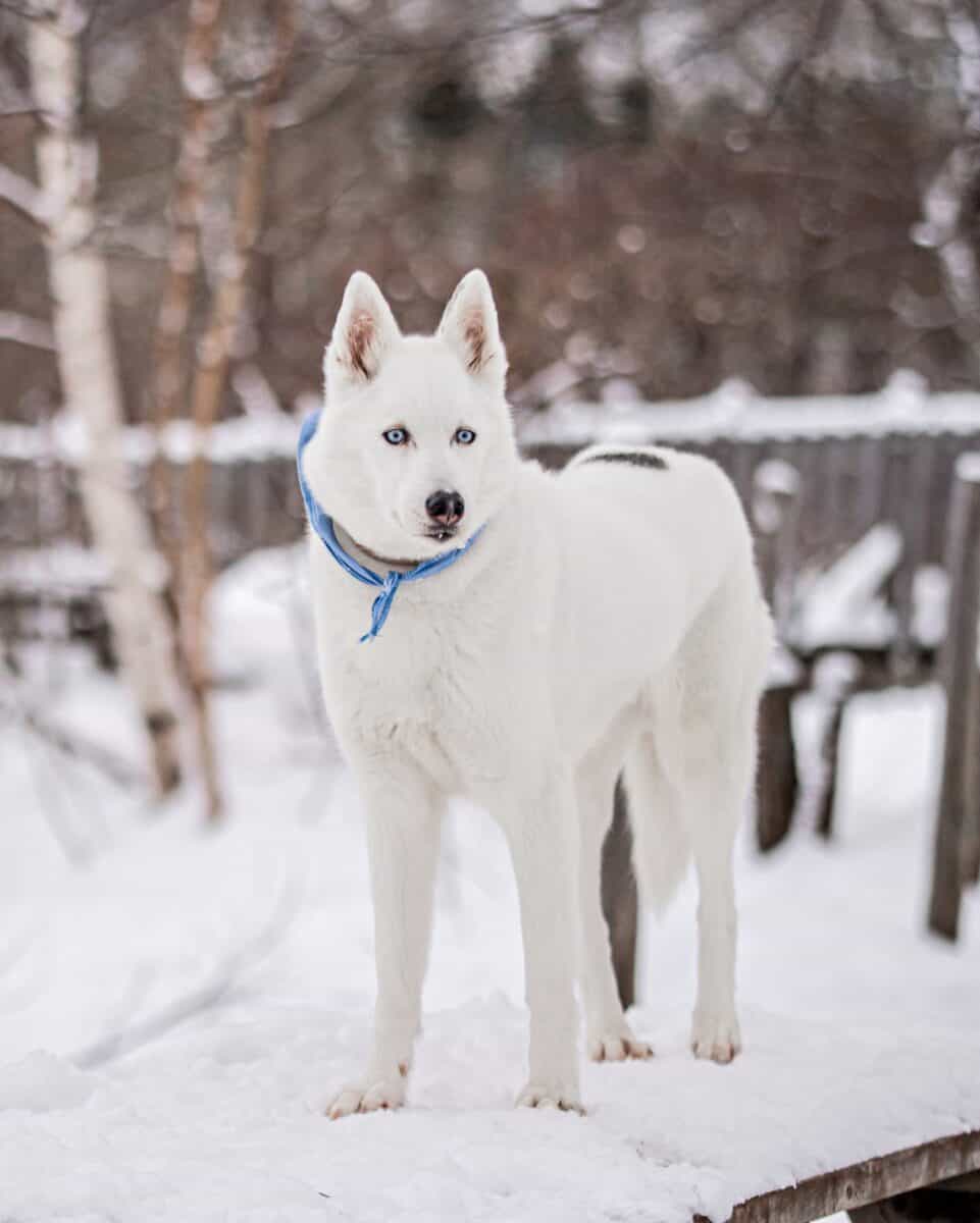 White Husky Wallpaper