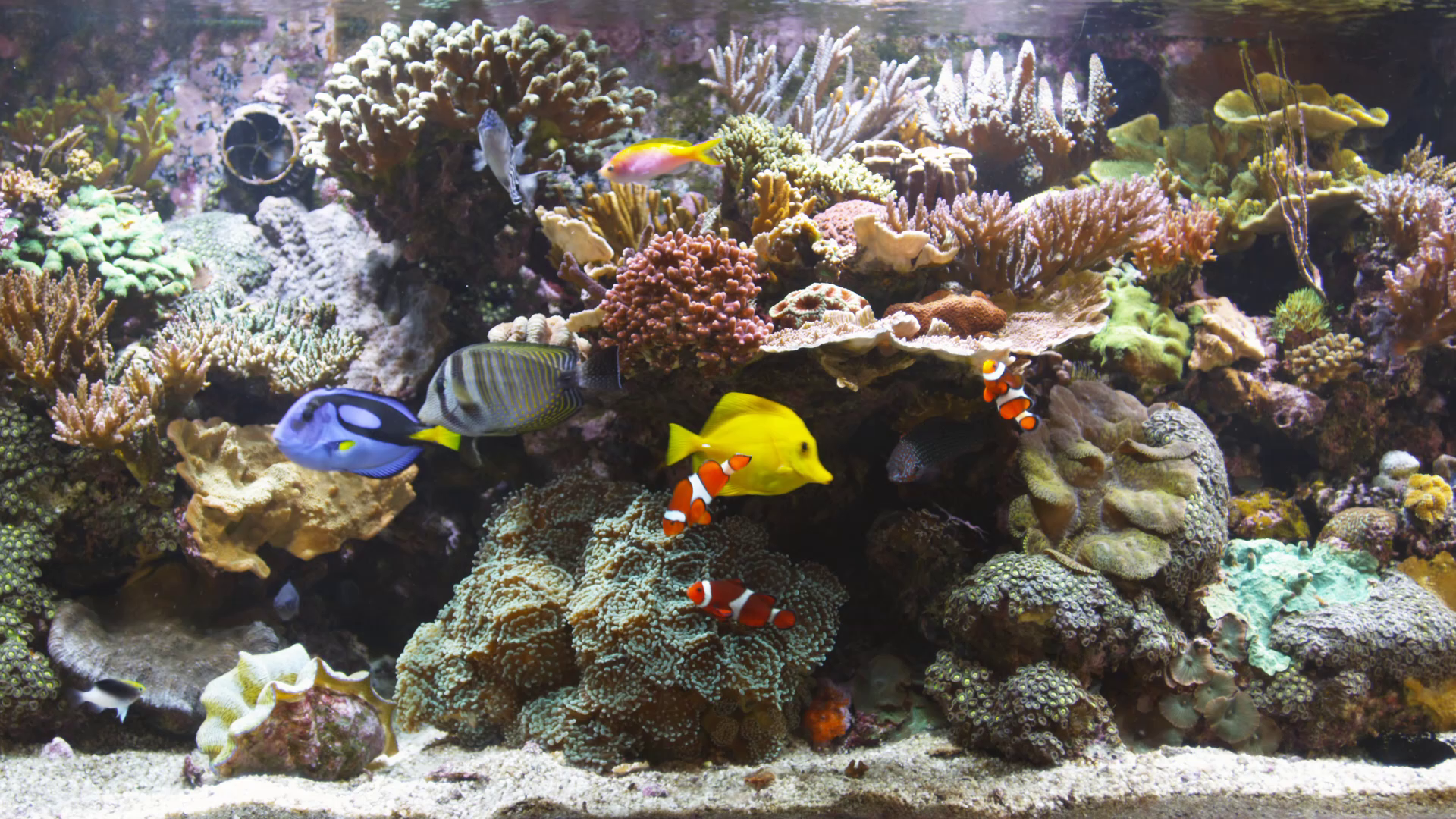 Bluscenes Coral Reef Aquarium Wallpaper