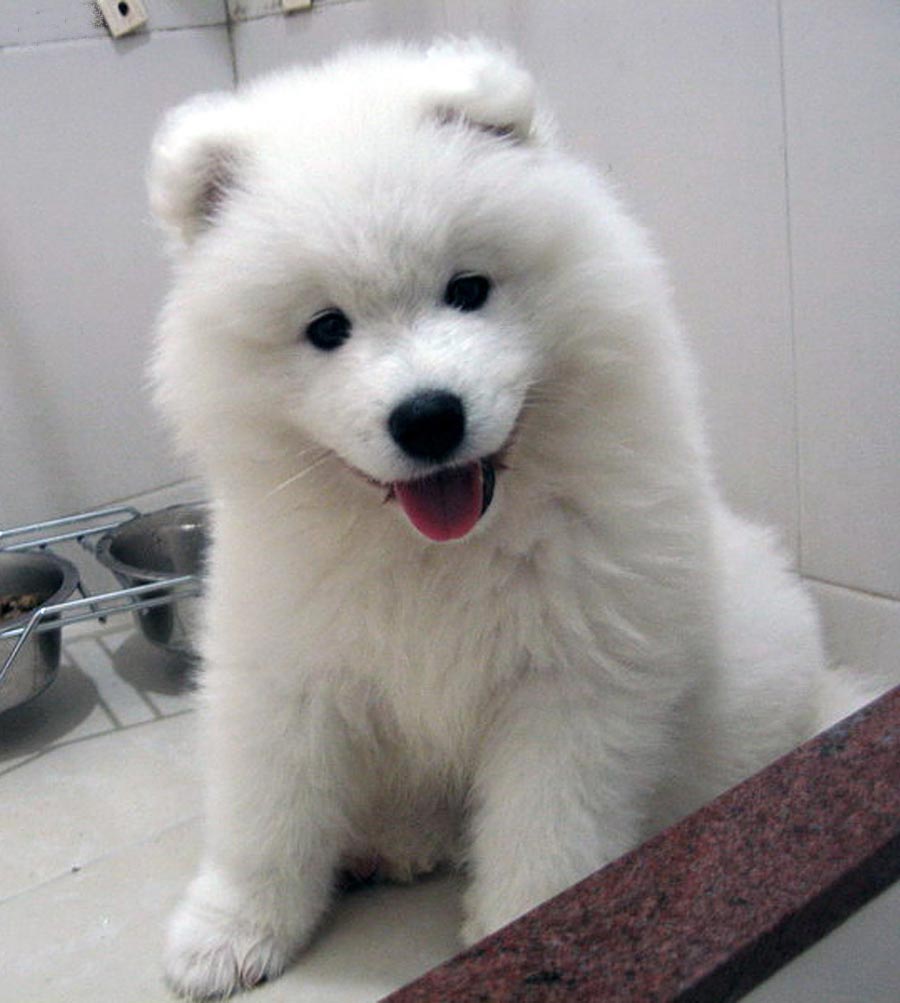 Samoyed Puppy Photo And Wallpaper Beautiful Pictures