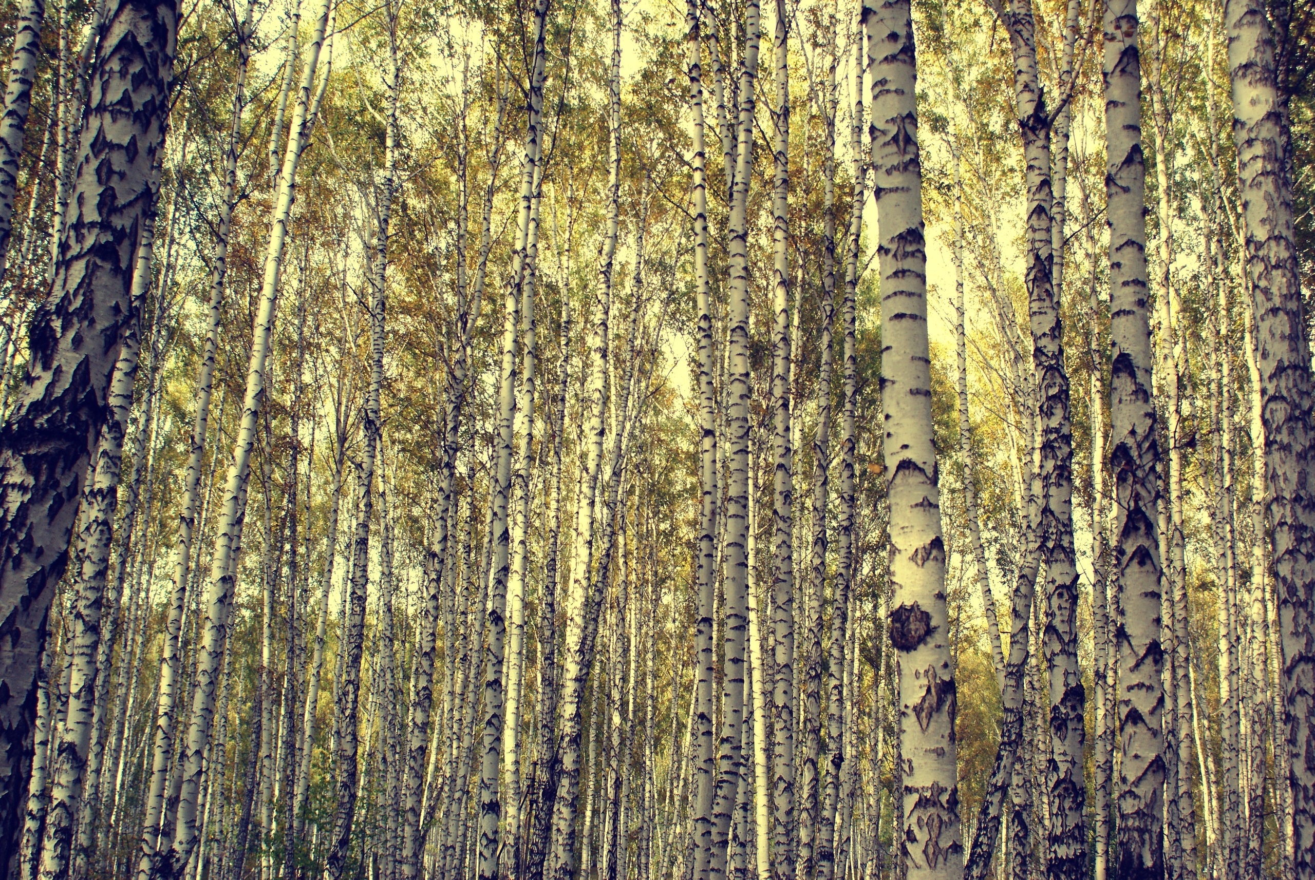 So These Are The Birch Tree Wallpaper That You Can Use As Your