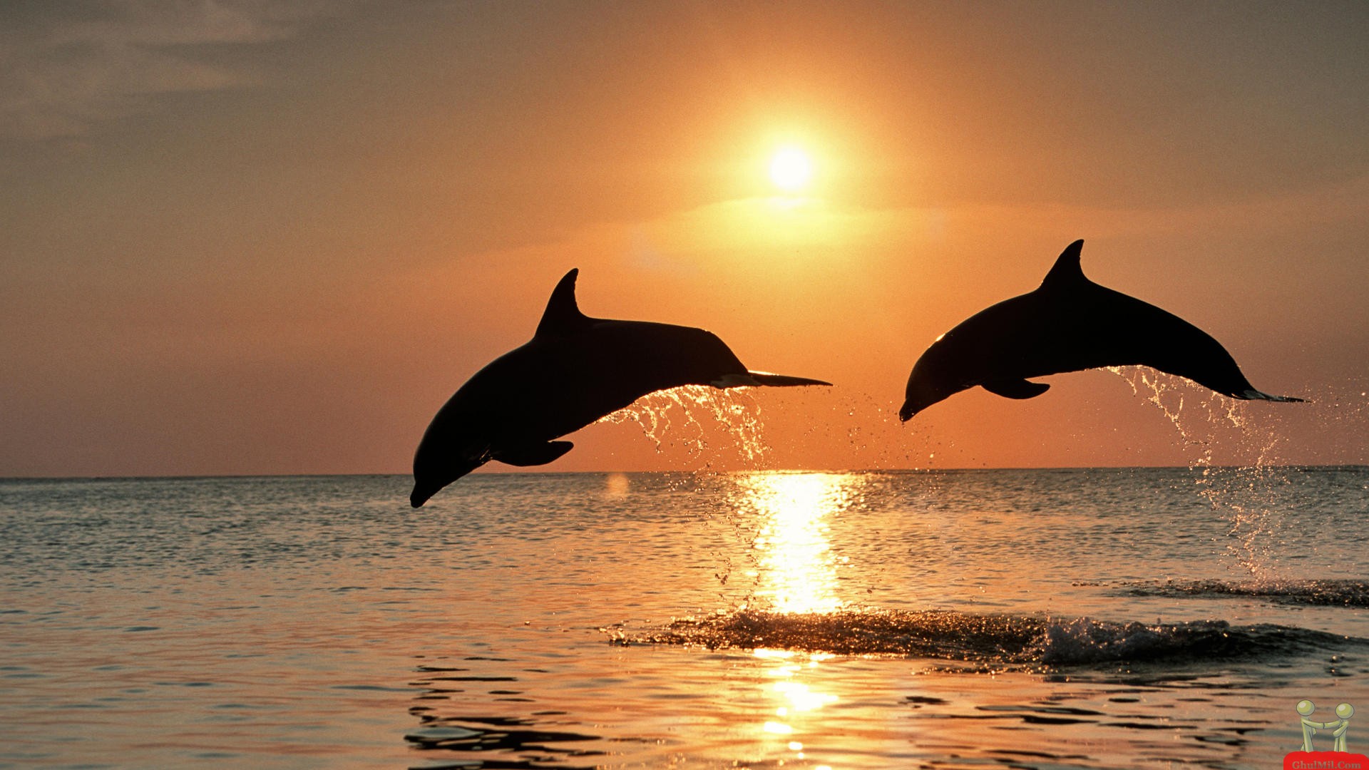 Beautiful Desktop Background Nature Dolphins Wallpaper Superb