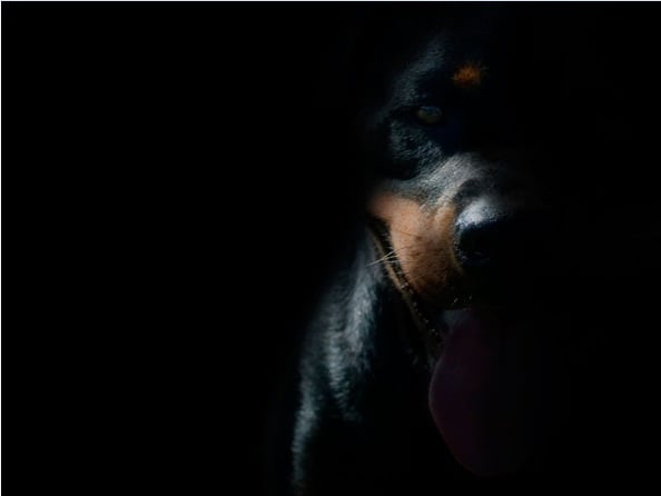 Rottweiler Dogs Theme for Windows 7 Pimp your gadgets