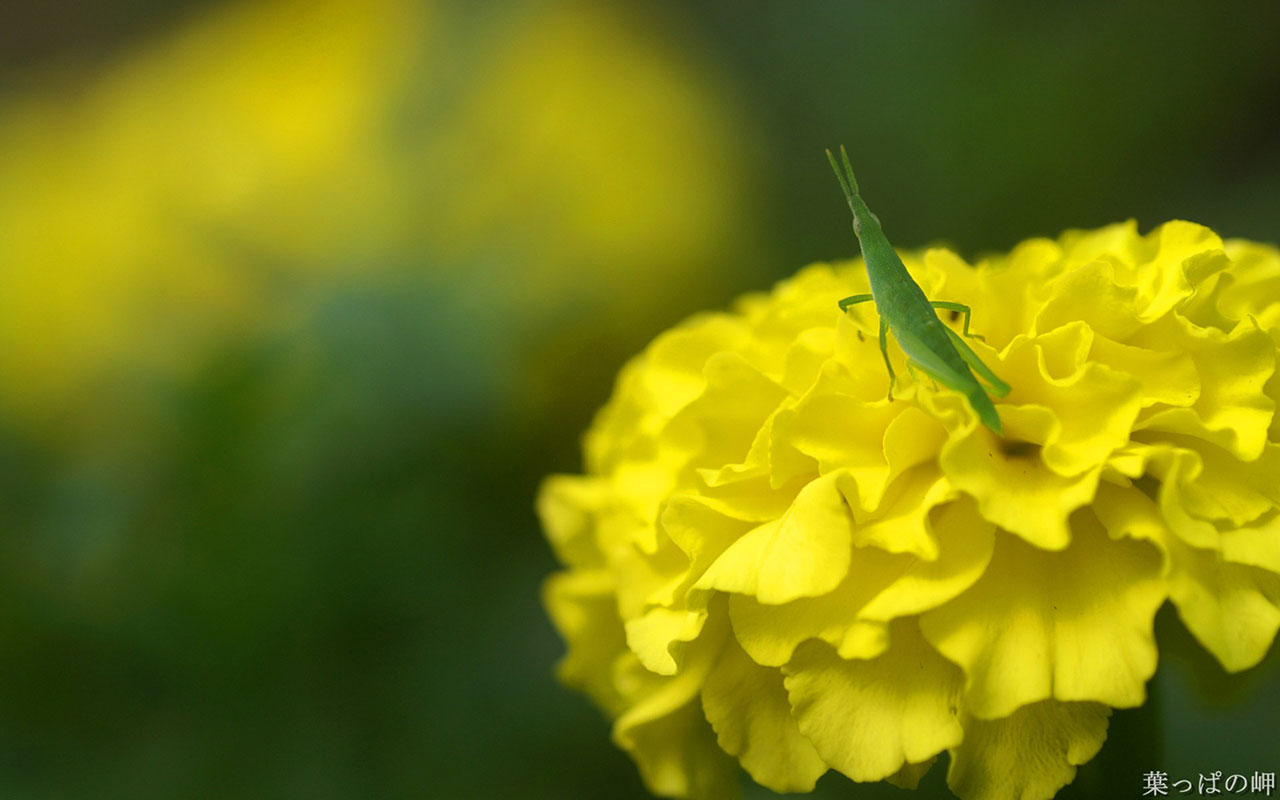 Grasshopper On Yellow Rape HD Desktop Wallpaper Animal