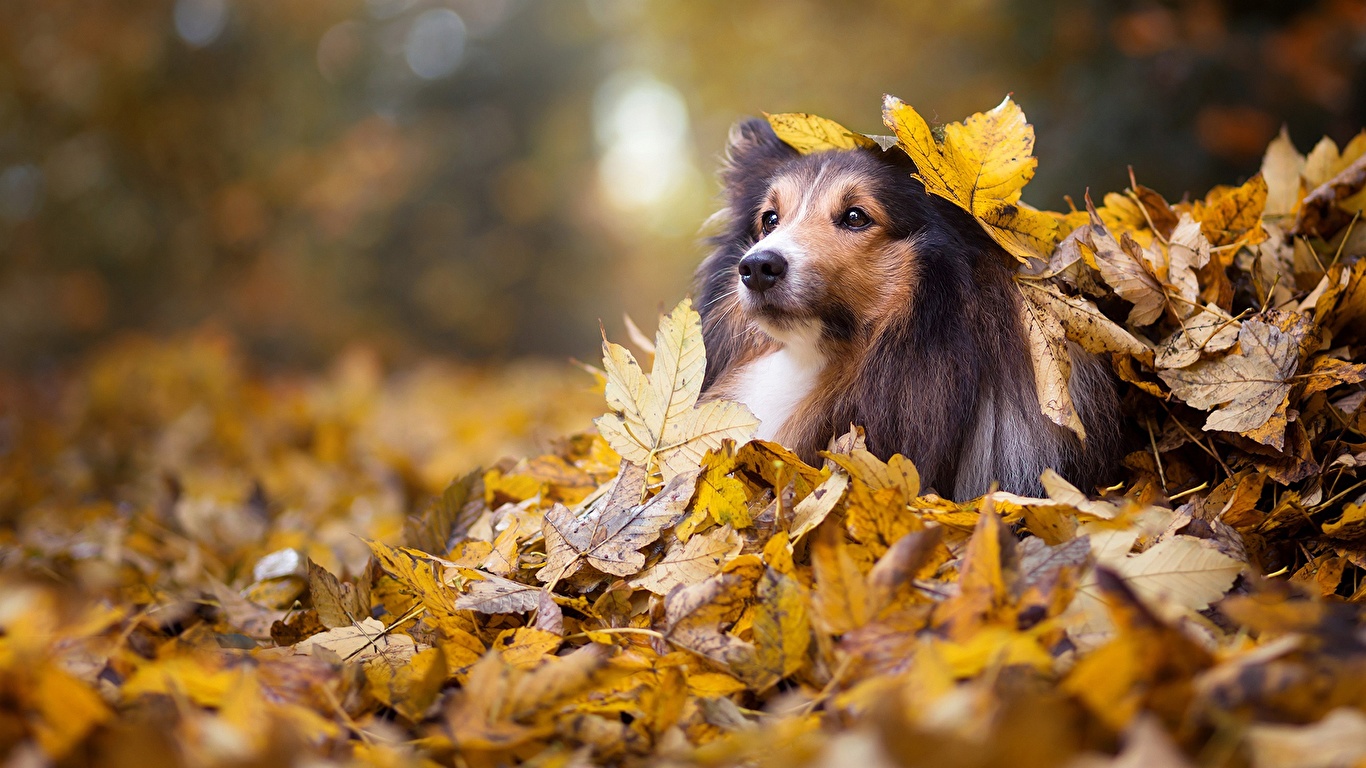 Image Collie Dogs Leaf Autumn Glance Animal