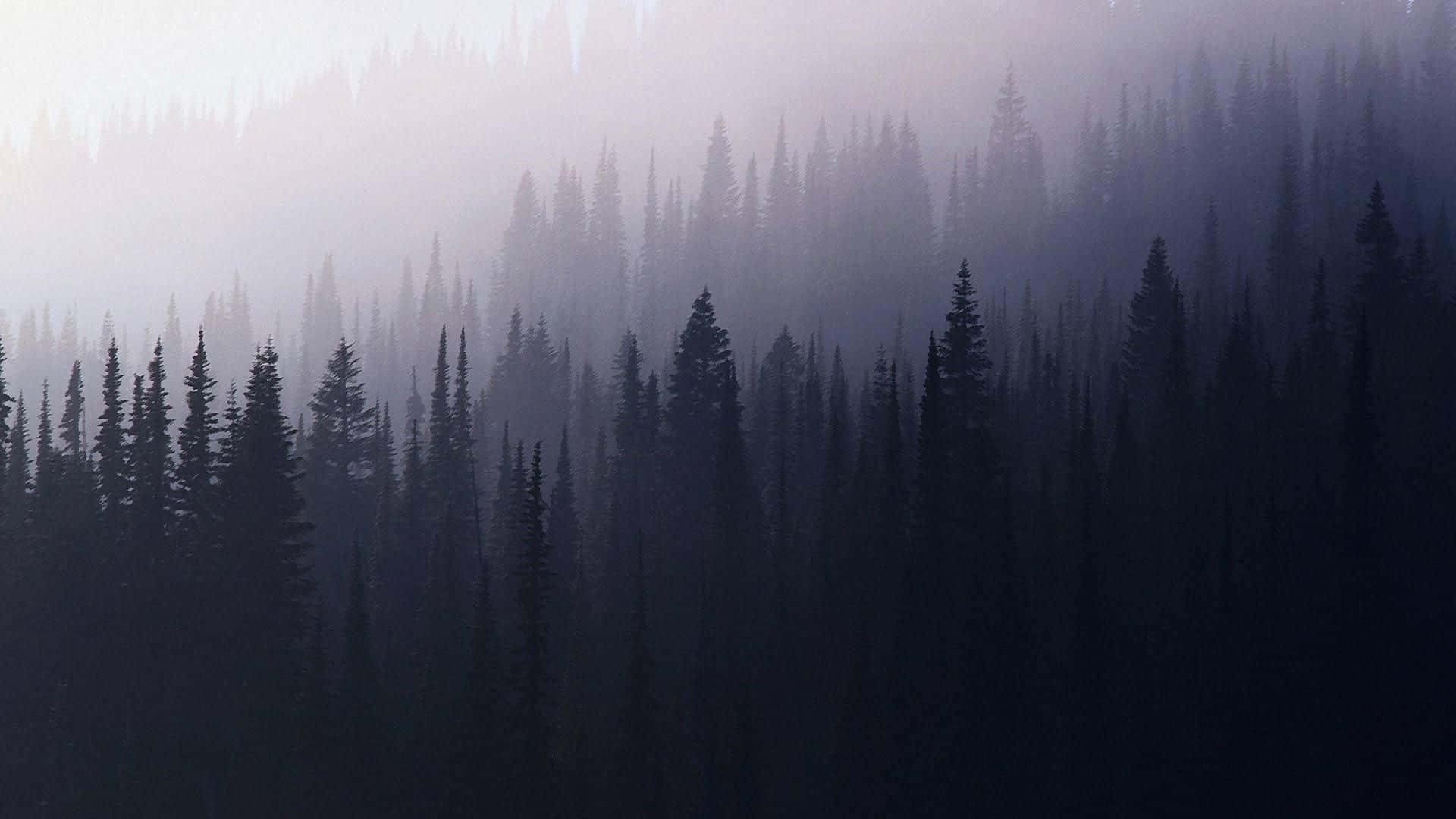 Aesthetic Nature Wallpaper
