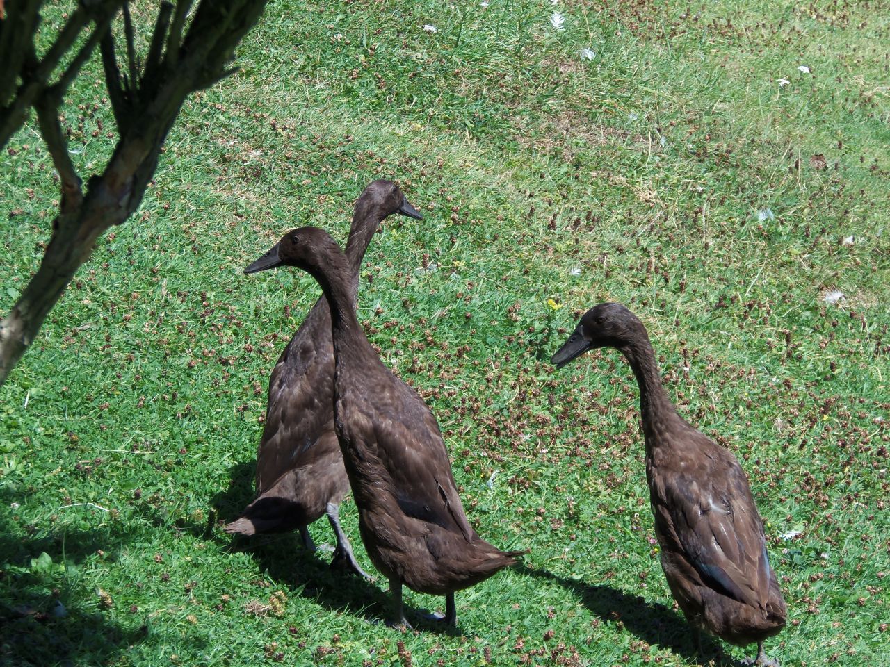 Free download Indian Runner Ducks Sale Bailieboro Ontario Classifieds