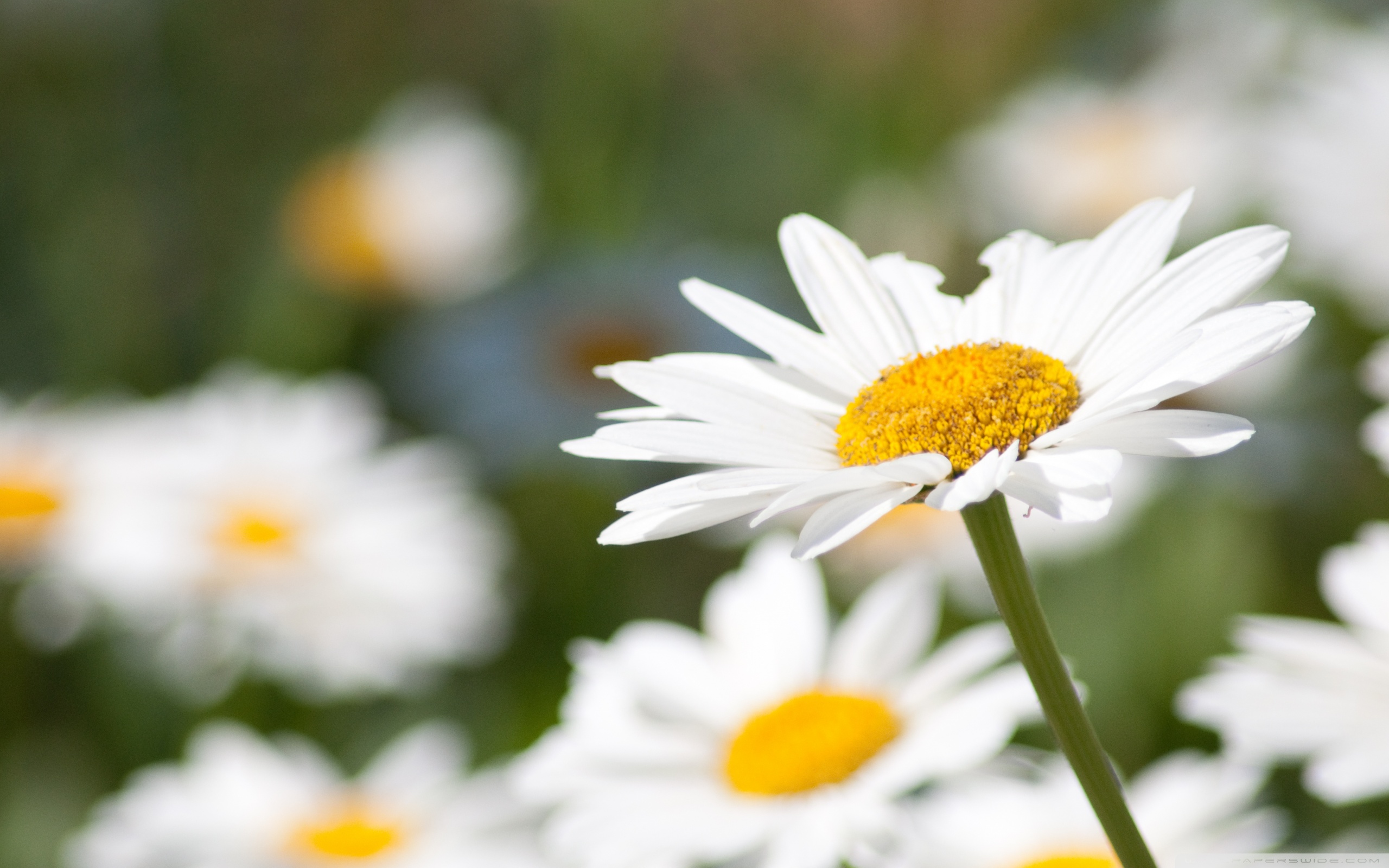 Daisy Wallpaper High Quality