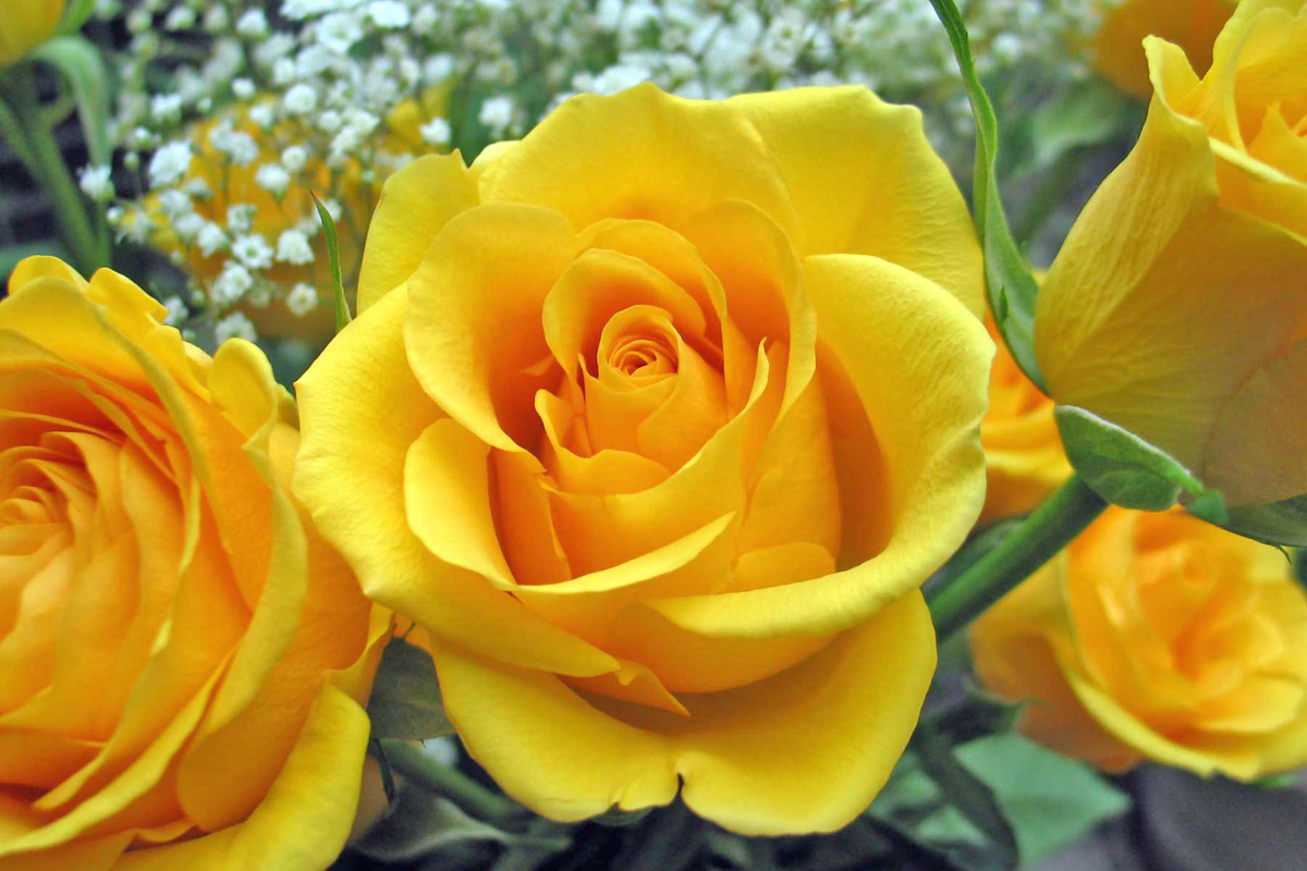 Artline Feel The Creation Shining Yellow Roses HD Wallpaper