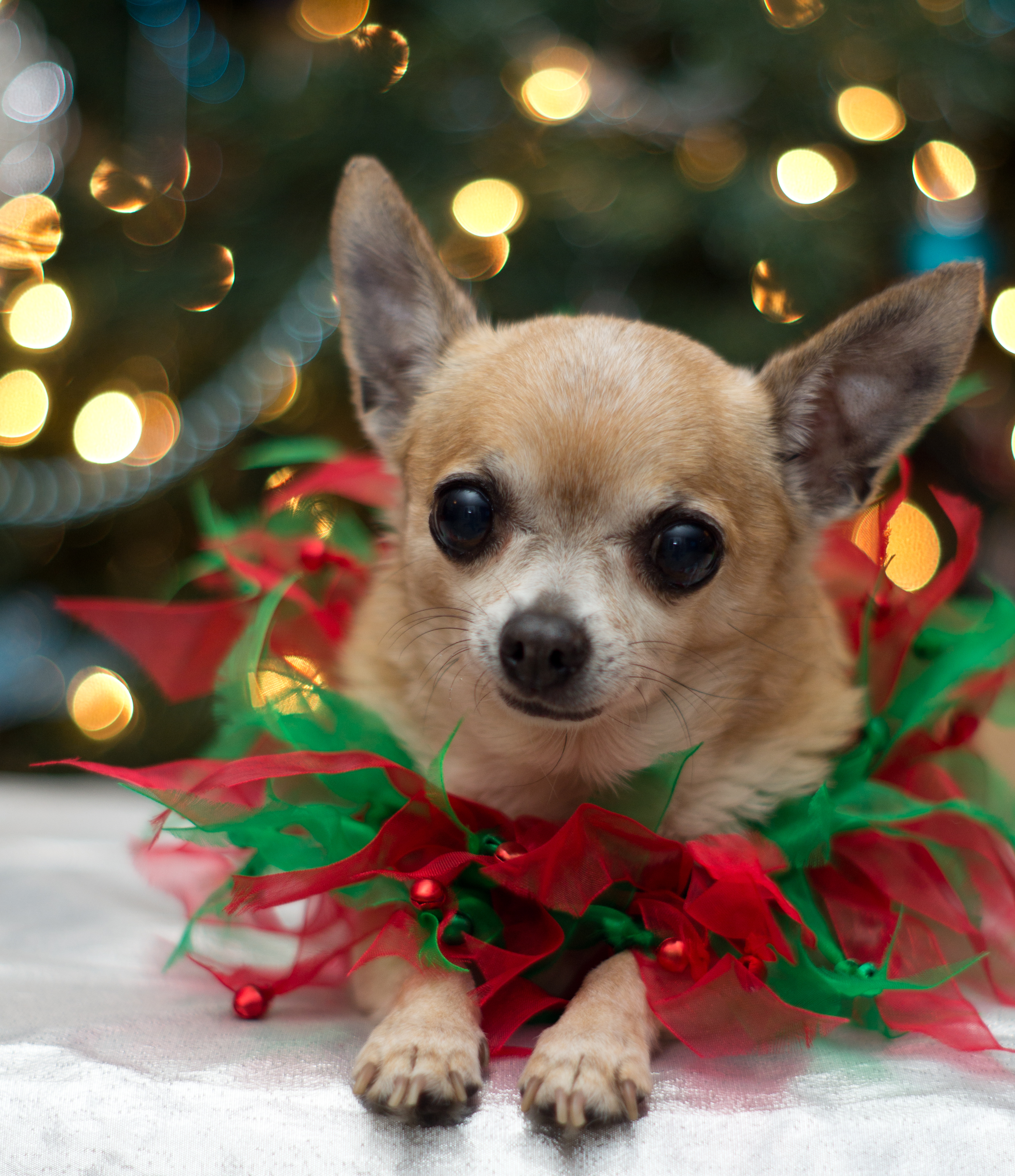Tiny Christmas Chihuahua Cats Dogs Critters