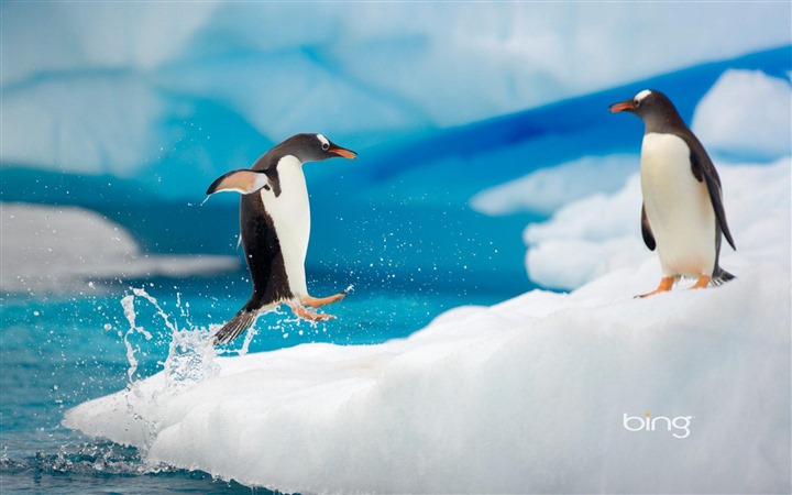 Windows Bing Themes Antarctica Penguins Widescreen HD Wallpaper