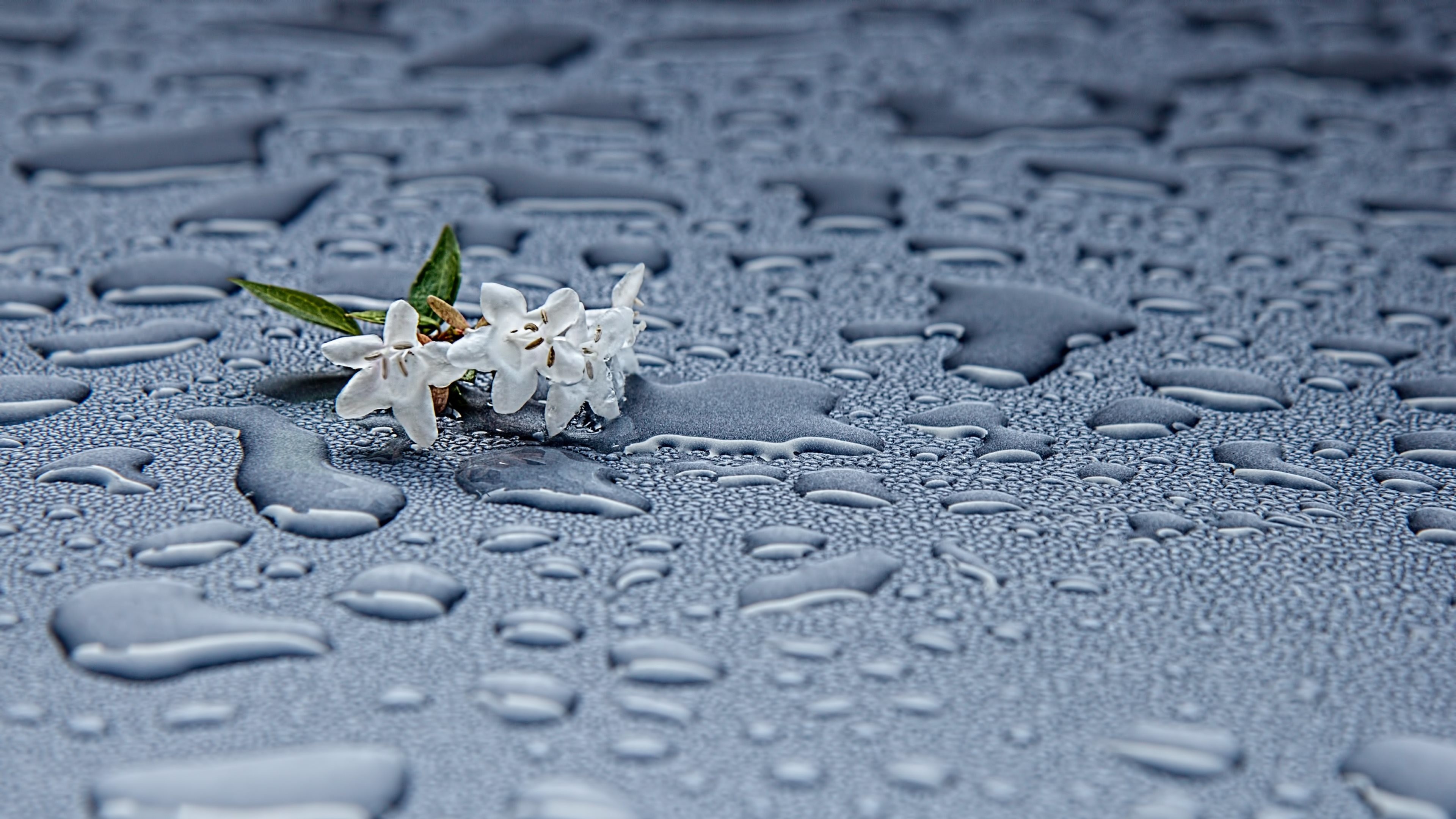 Close-up of delicate white flowers on a surface covered with fresh raindrops