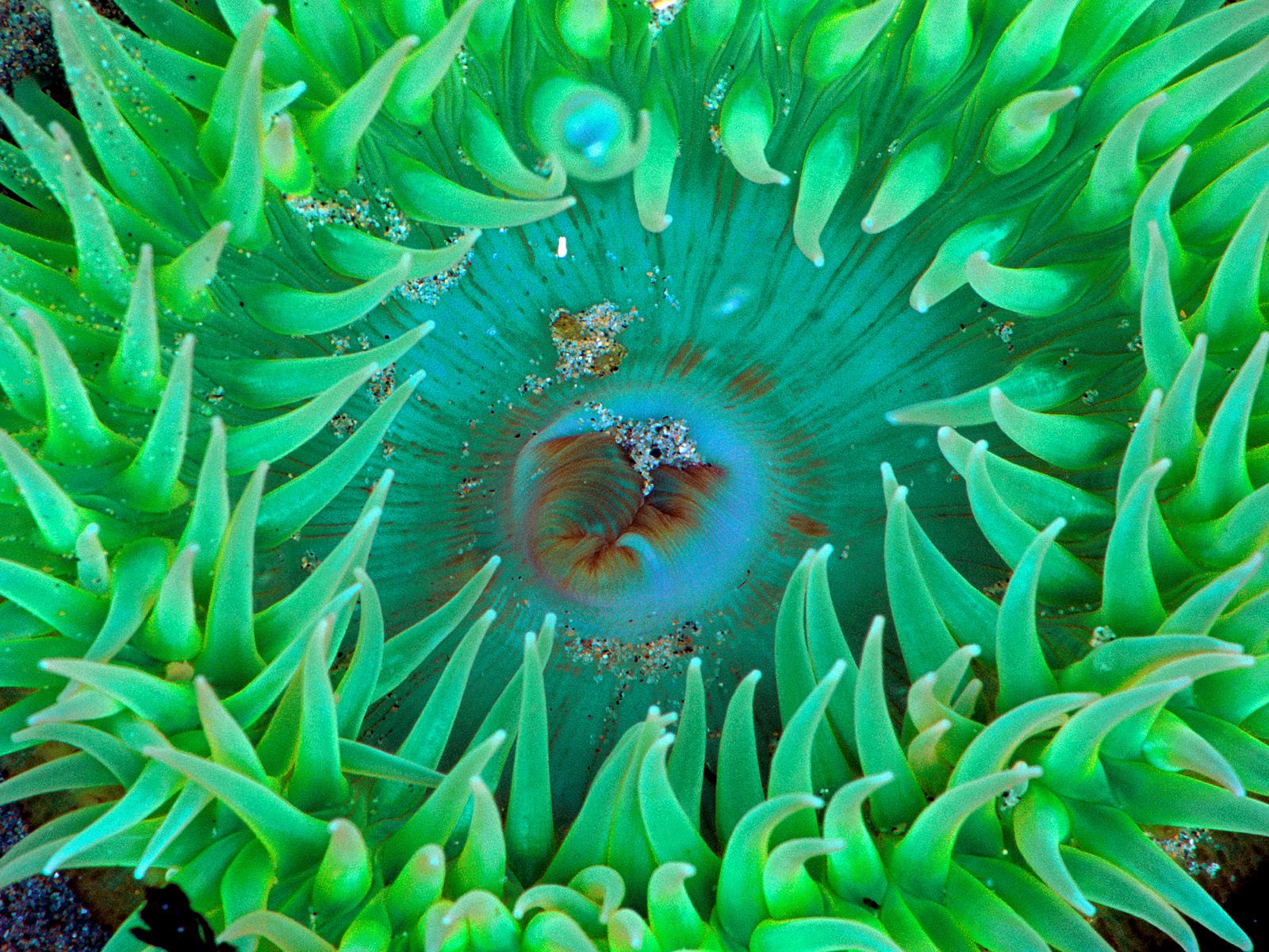Ocean Life Wallpaper Sea Anemone Photos