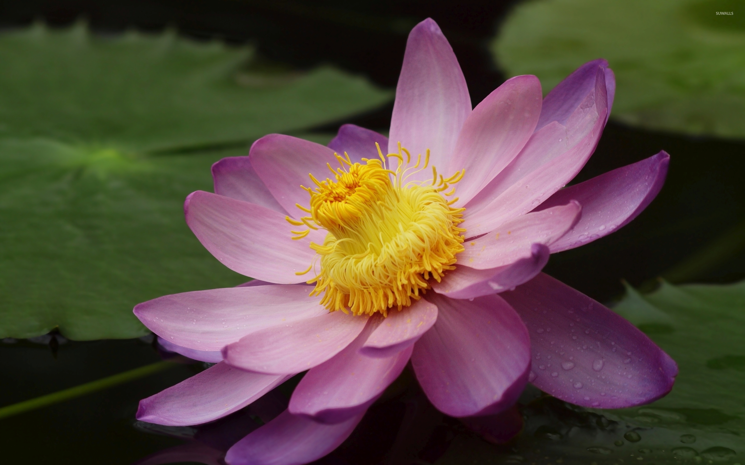 Pink water lily with water drops wallpaper Flower wallpapers