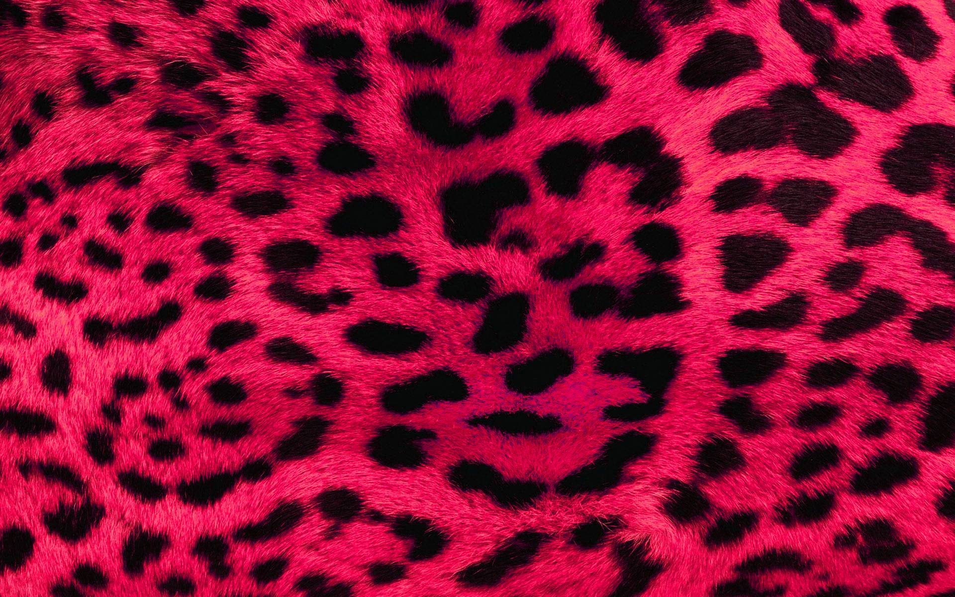 Leopard Wallpapers - Animal Spot