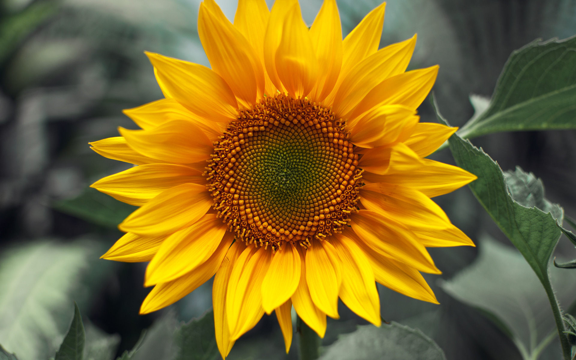 Sunflower Desktop Wallpaper On Latoro