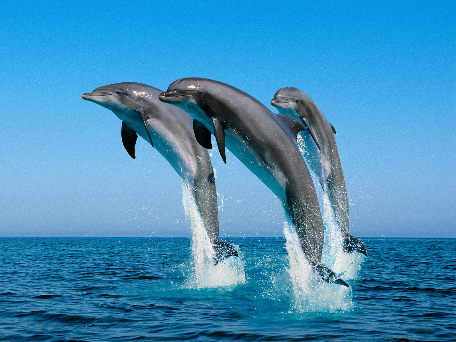 Dolphin Wallpaper Water World