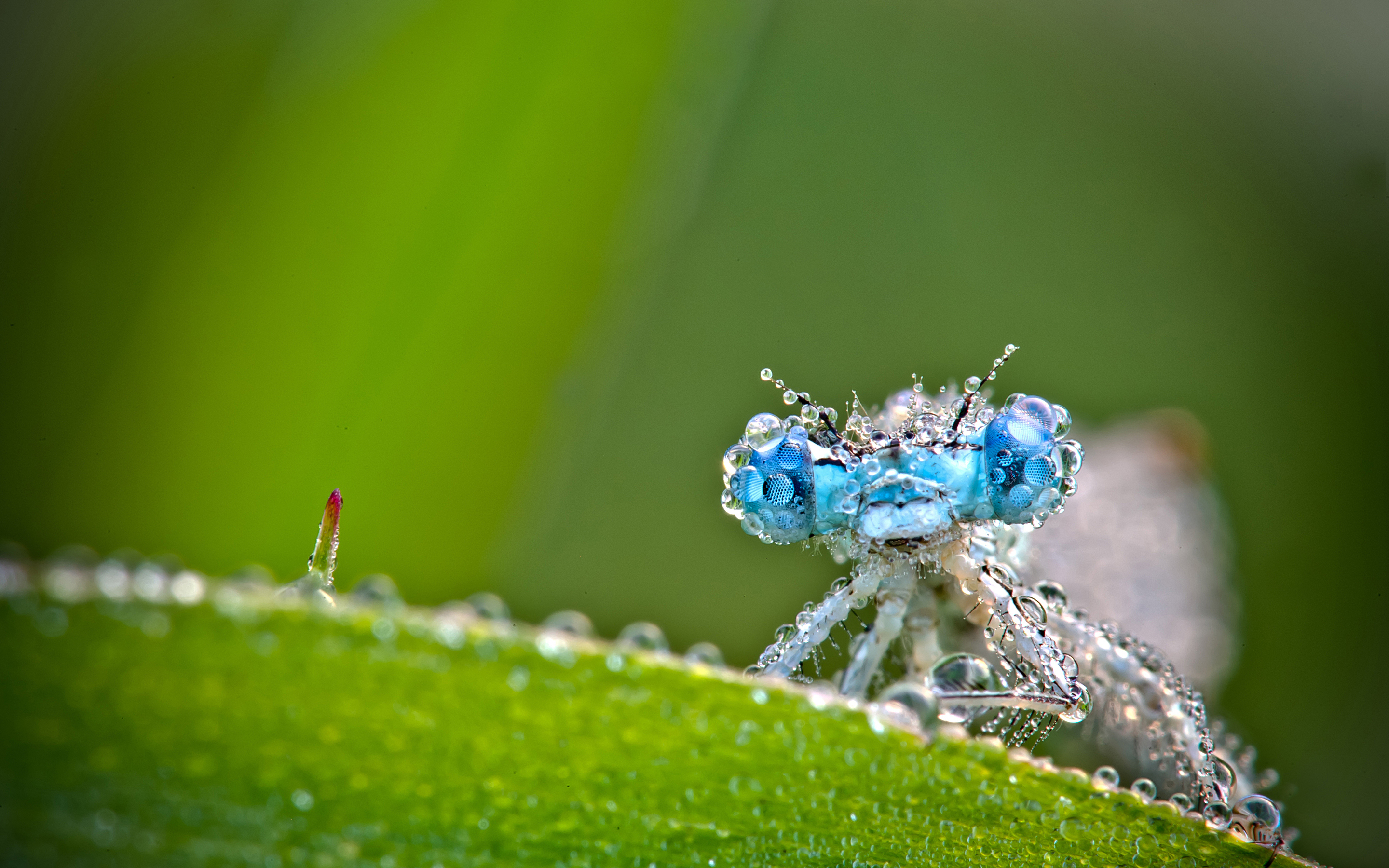 Published At In Insect Macro