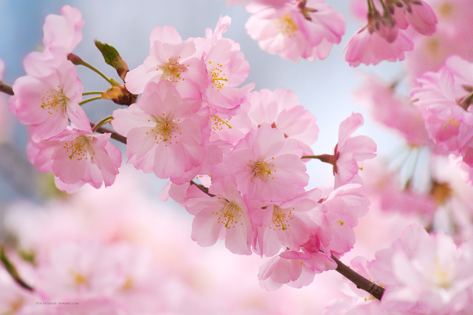 Cherry Blossom Background Wallpaper