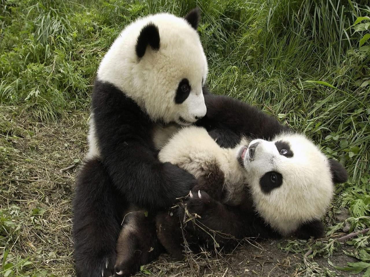 panda bear wallpaper two giant panda playing