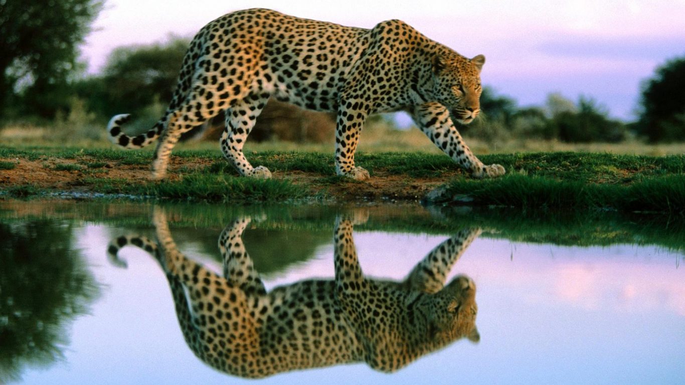 Cheetah Reflection In Water Wildlife Animal Desktop
