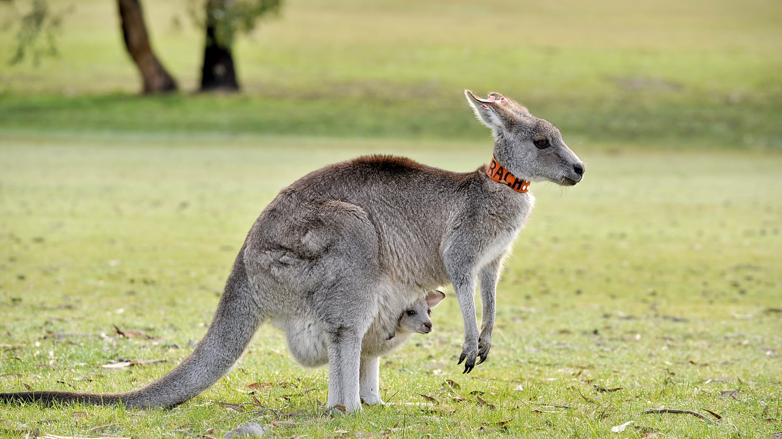 Animal Kangaroo Wallpaper