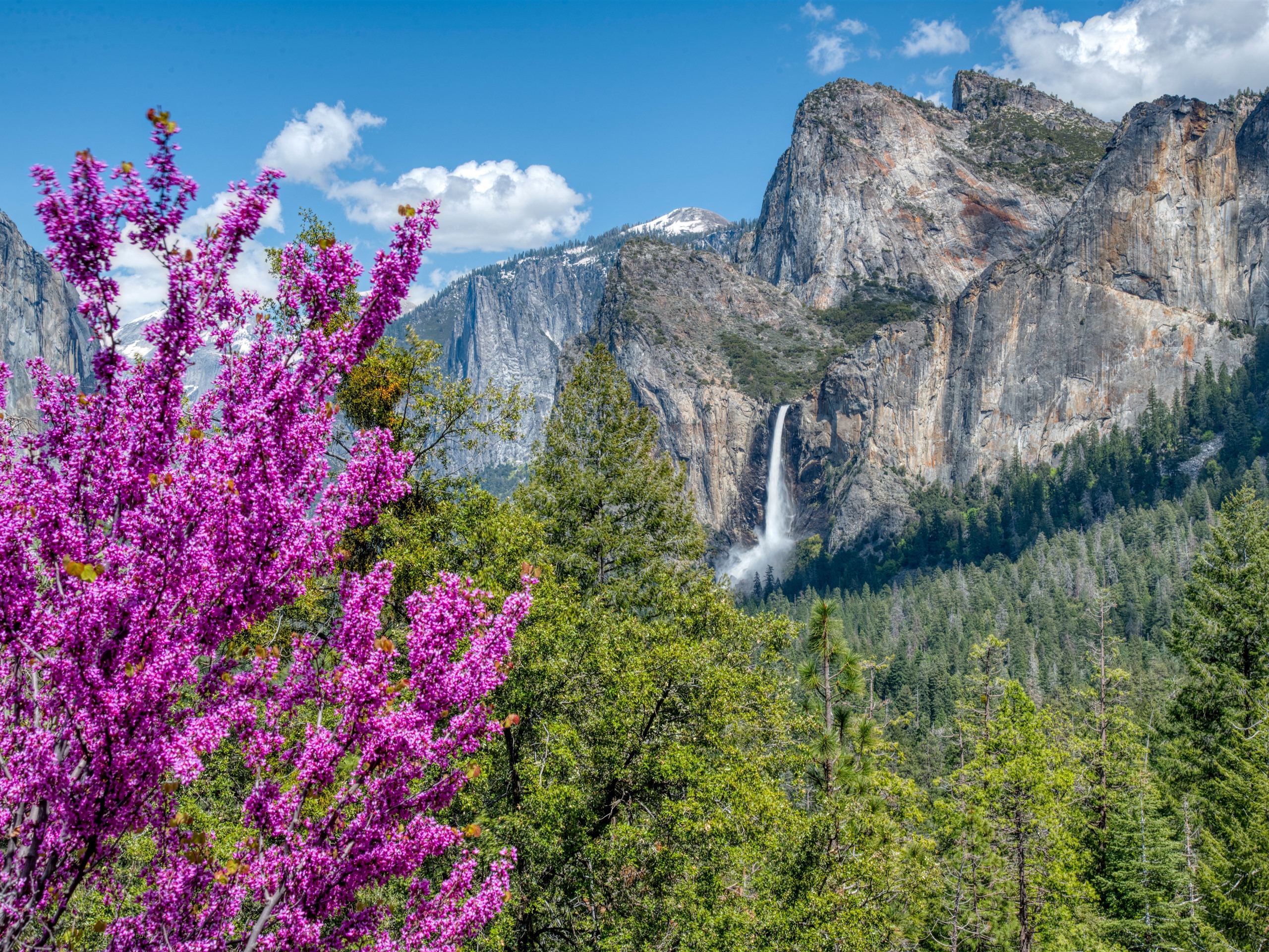 Wallpaper Yosemite National Park Pink Flowers Forest Mountains