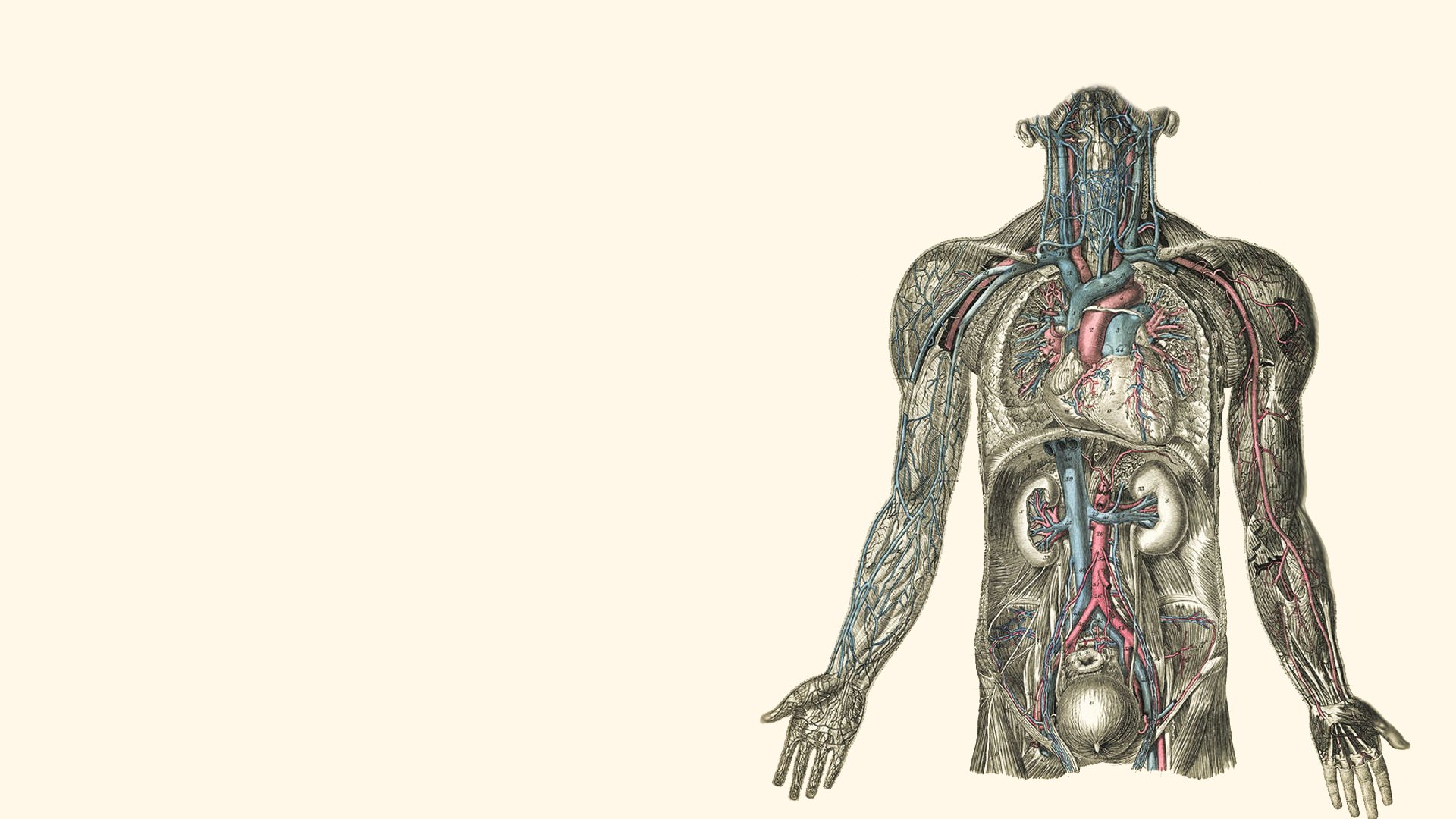 anatomy Illustrations Kidney Hearts Human Body Wallpapers HD