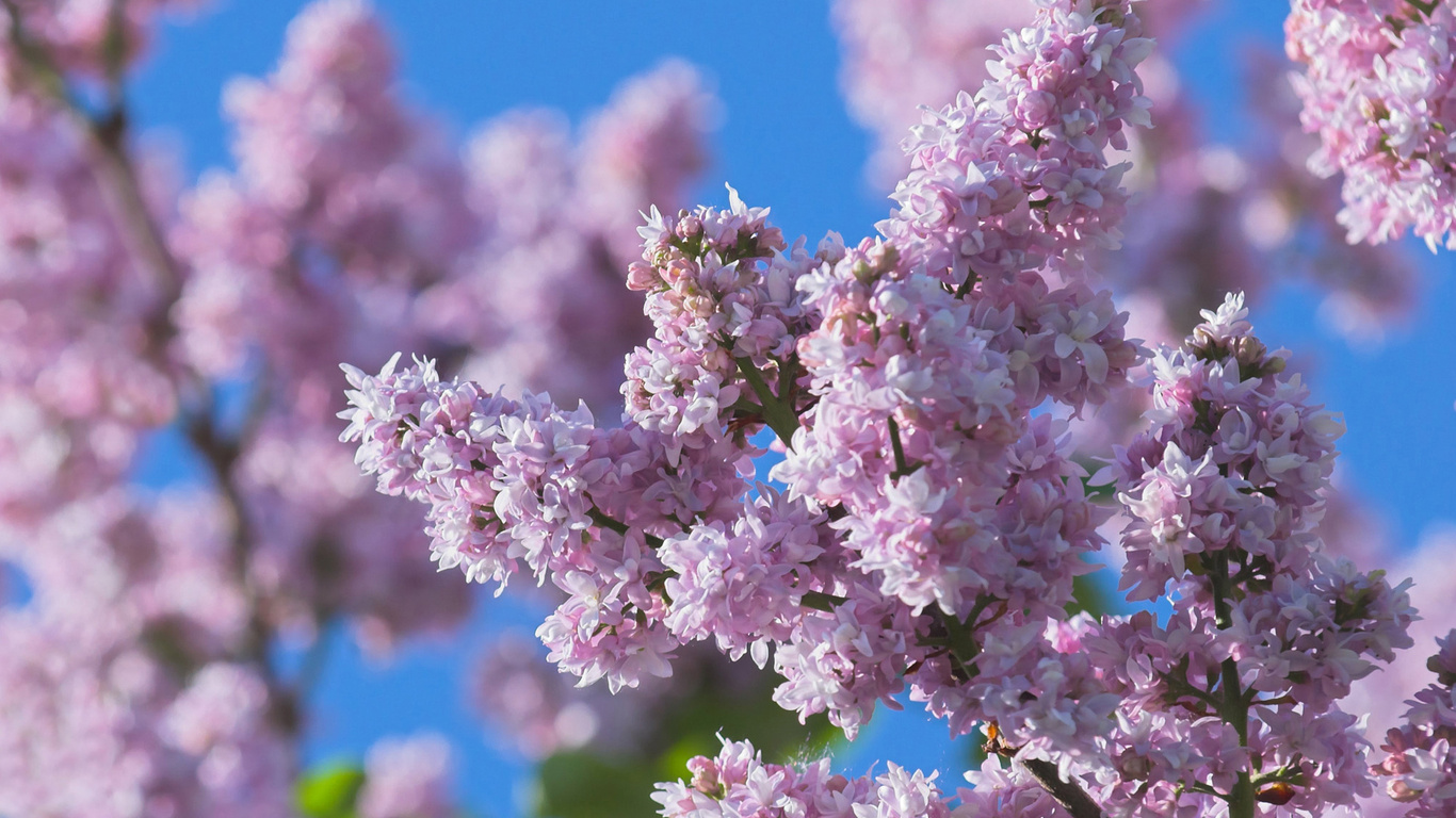 Wallpaper Flowers Lilac Nature Spring Blurred Close Up