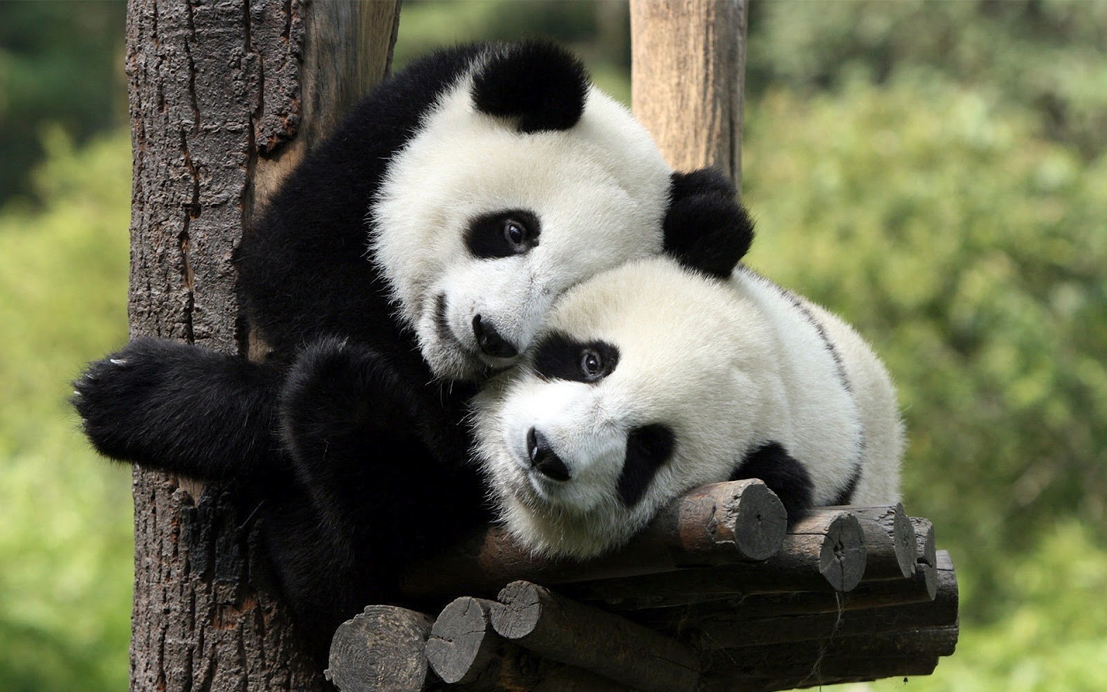 Animal Wallpaper Of Two Panda Bears In A Tree Bear