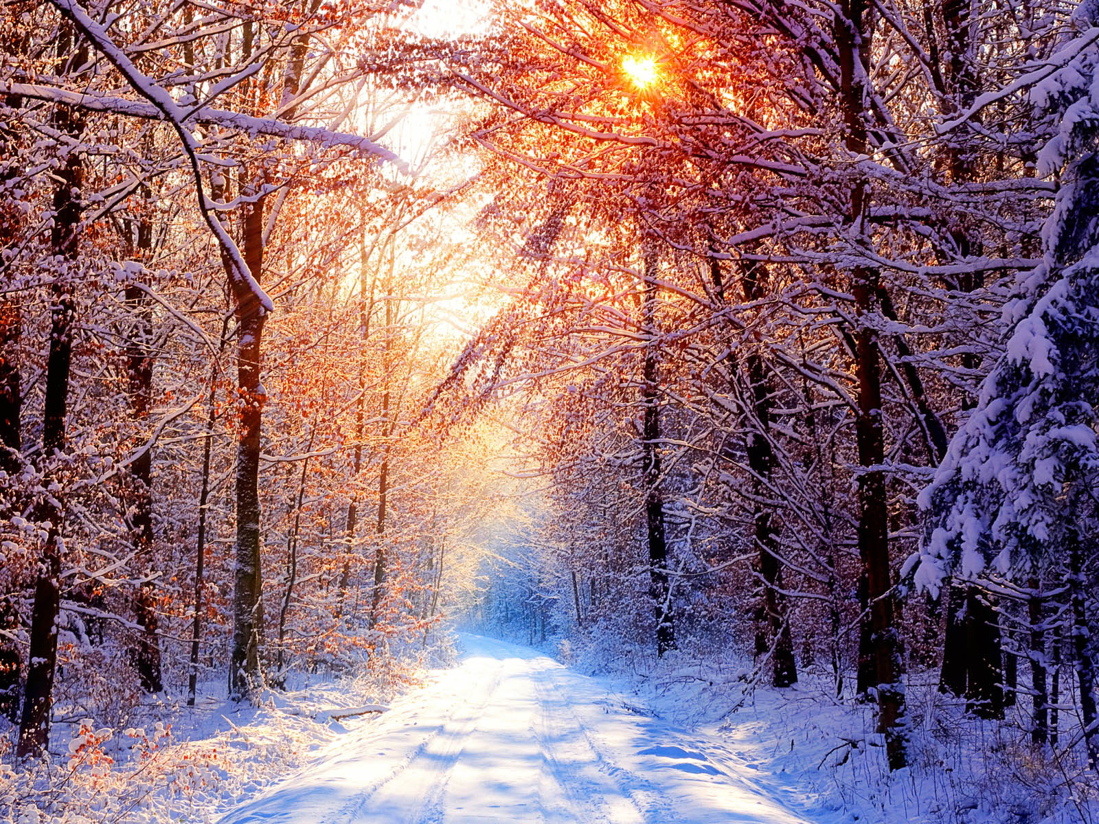 A picturesque winter landscape with a snow-covered path winding through a forest of trees dusted with frost. The warm glow of the sun filters through the branches, creating a magical winter scene