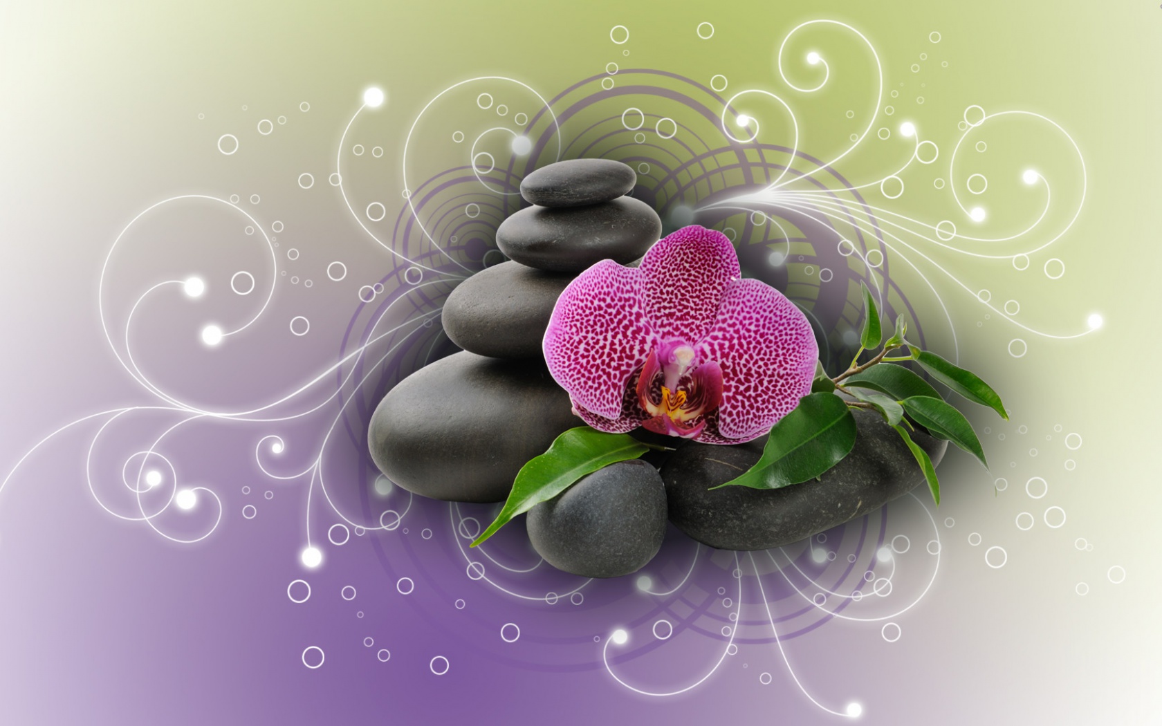 Purple Orchid Black Stones Desktop Pc And Mac Wallpaper