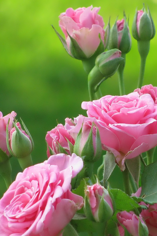 2560x1600 Wallpaper Cute Pink Flower