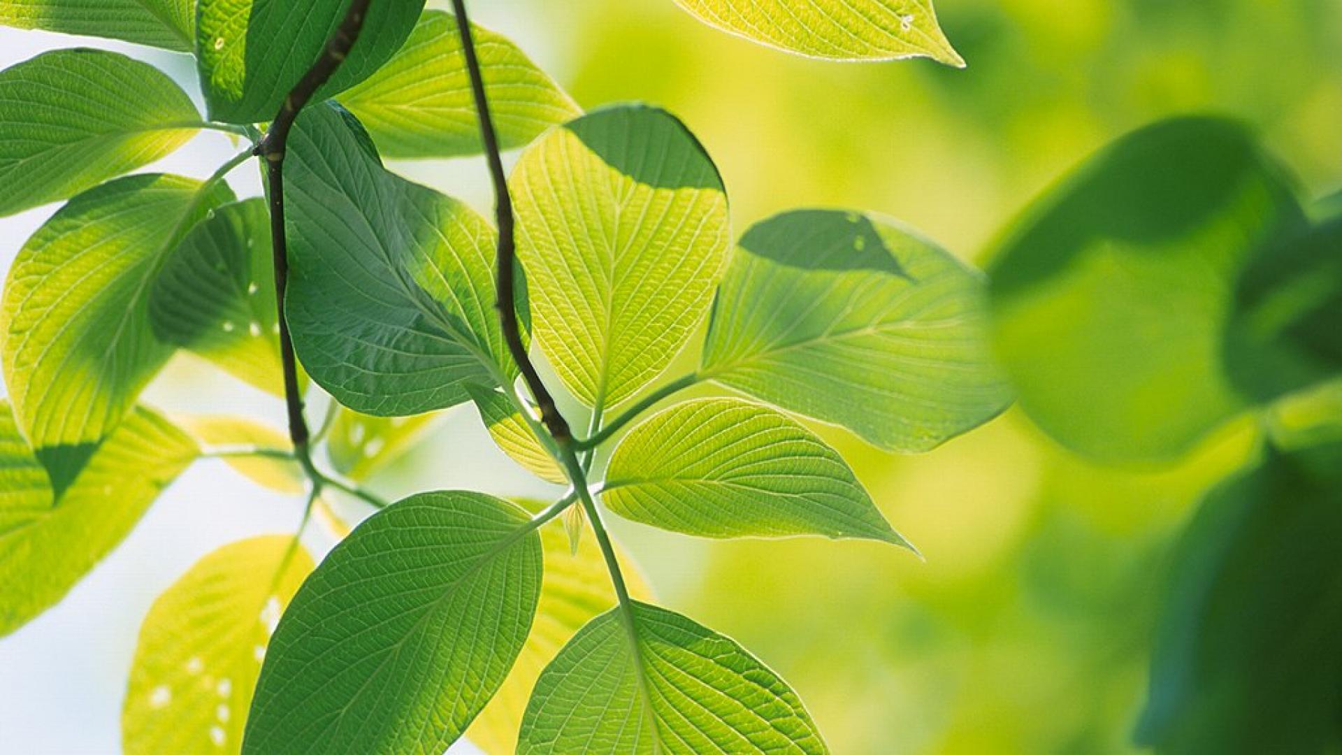 Green Leaves Desktop Background Wallpaper New Hd Image