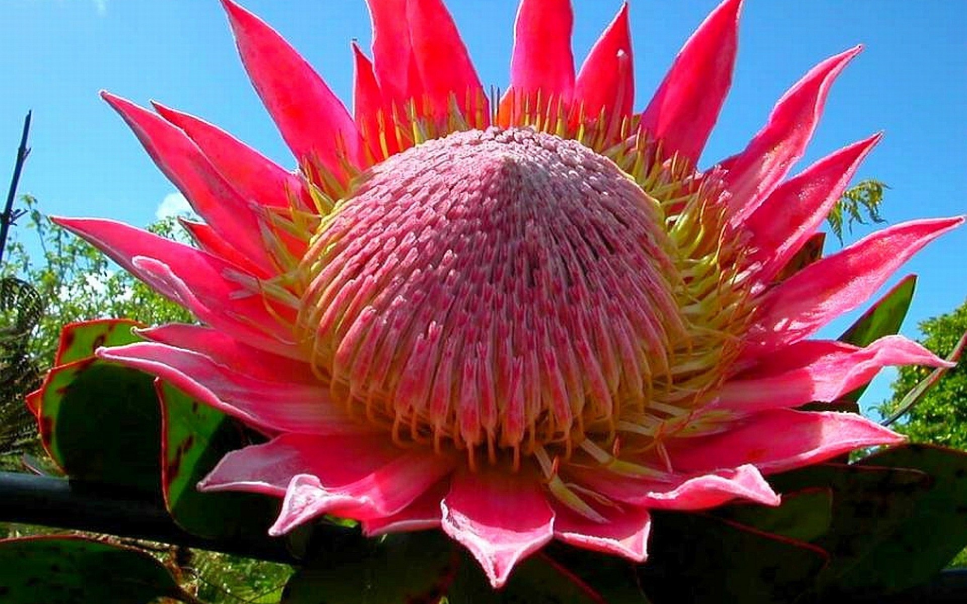 Pink Flower Of The Cactus Wallpaper And Image Pictures