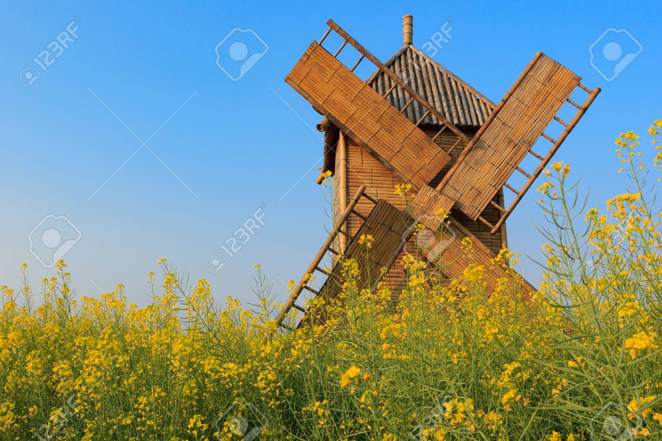 Rape Flower Field With Bamboo Windmill Background Stock Photo