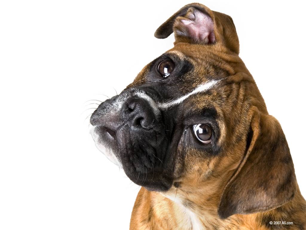 Boxer Dog Desktop Wallpaper
