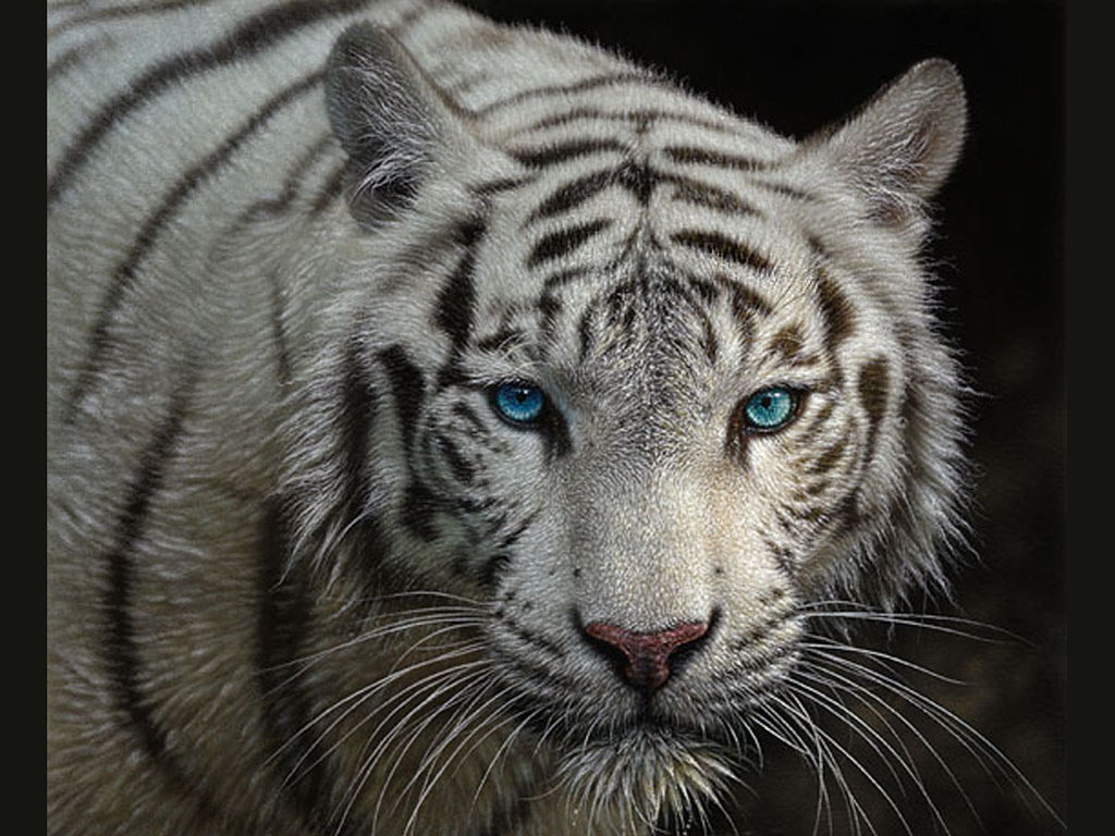 wallpapers White Tiger ImagesWallpapers