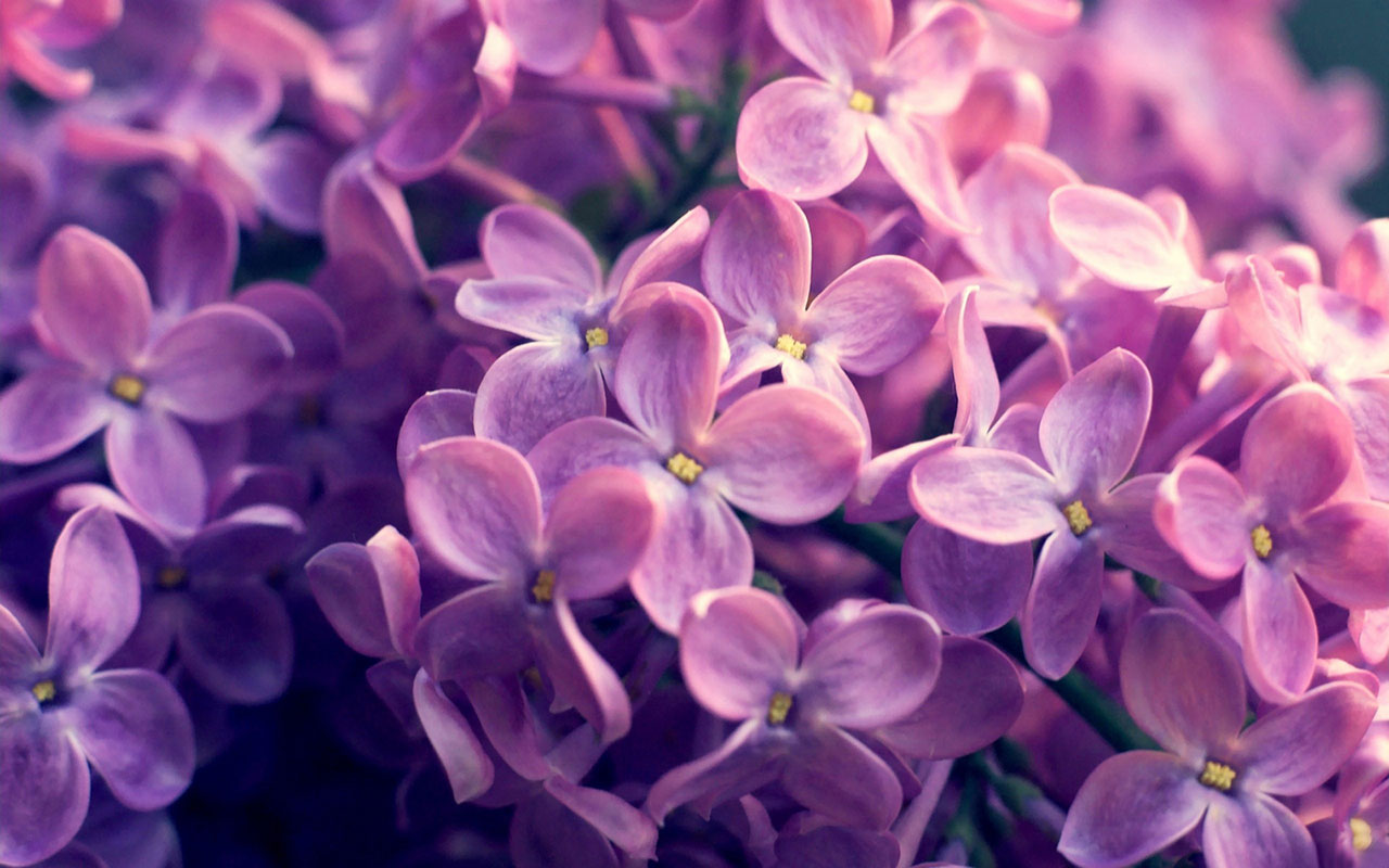  of lilacs hd photography wallpaper 8 purple and lilac wallpaper