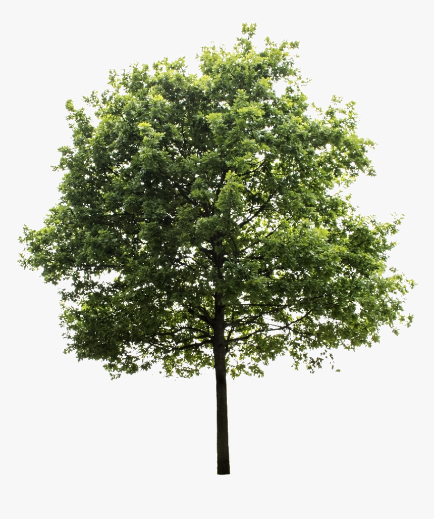 Trees Png Sketch No Background Transparent Tree