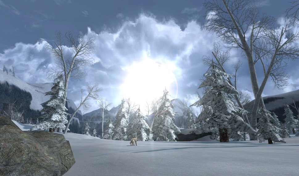 Winter Sun Wallpaper