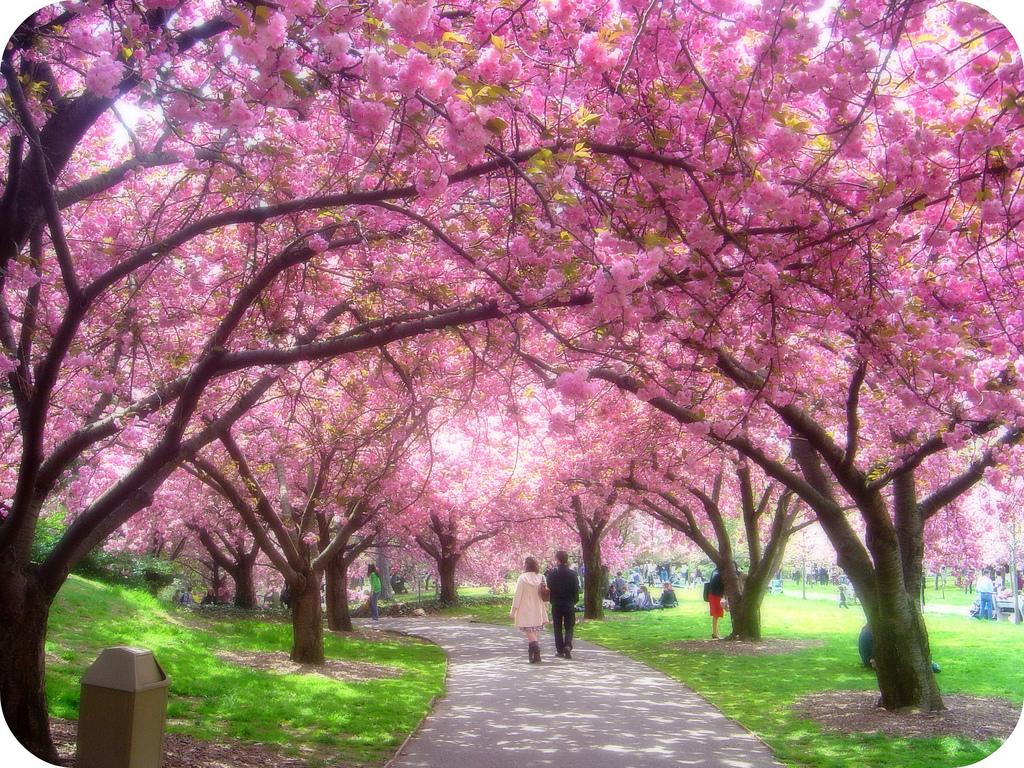 Cherry Blossom Trees Id Buzzerg
