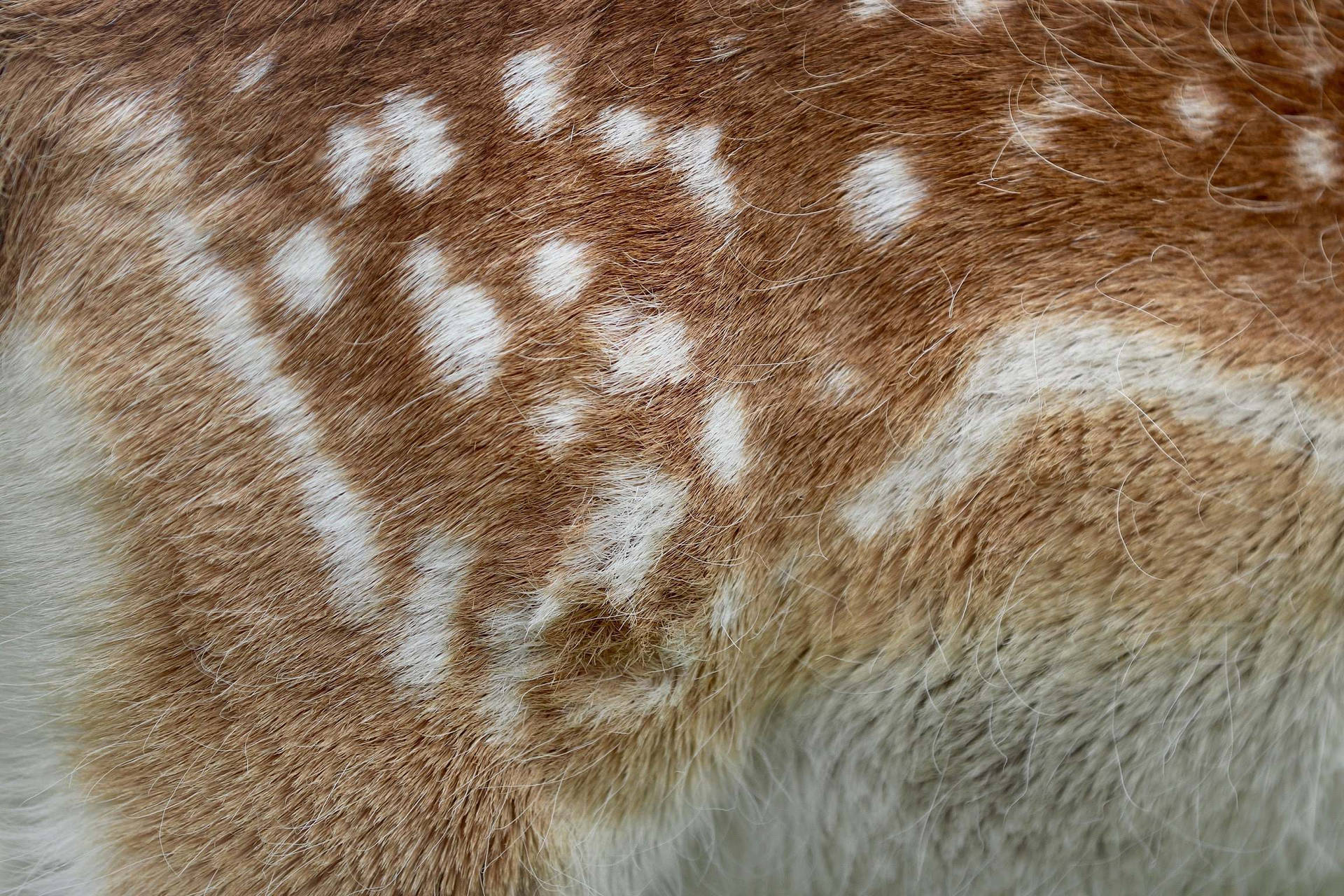 Animal Fur Wallpaper