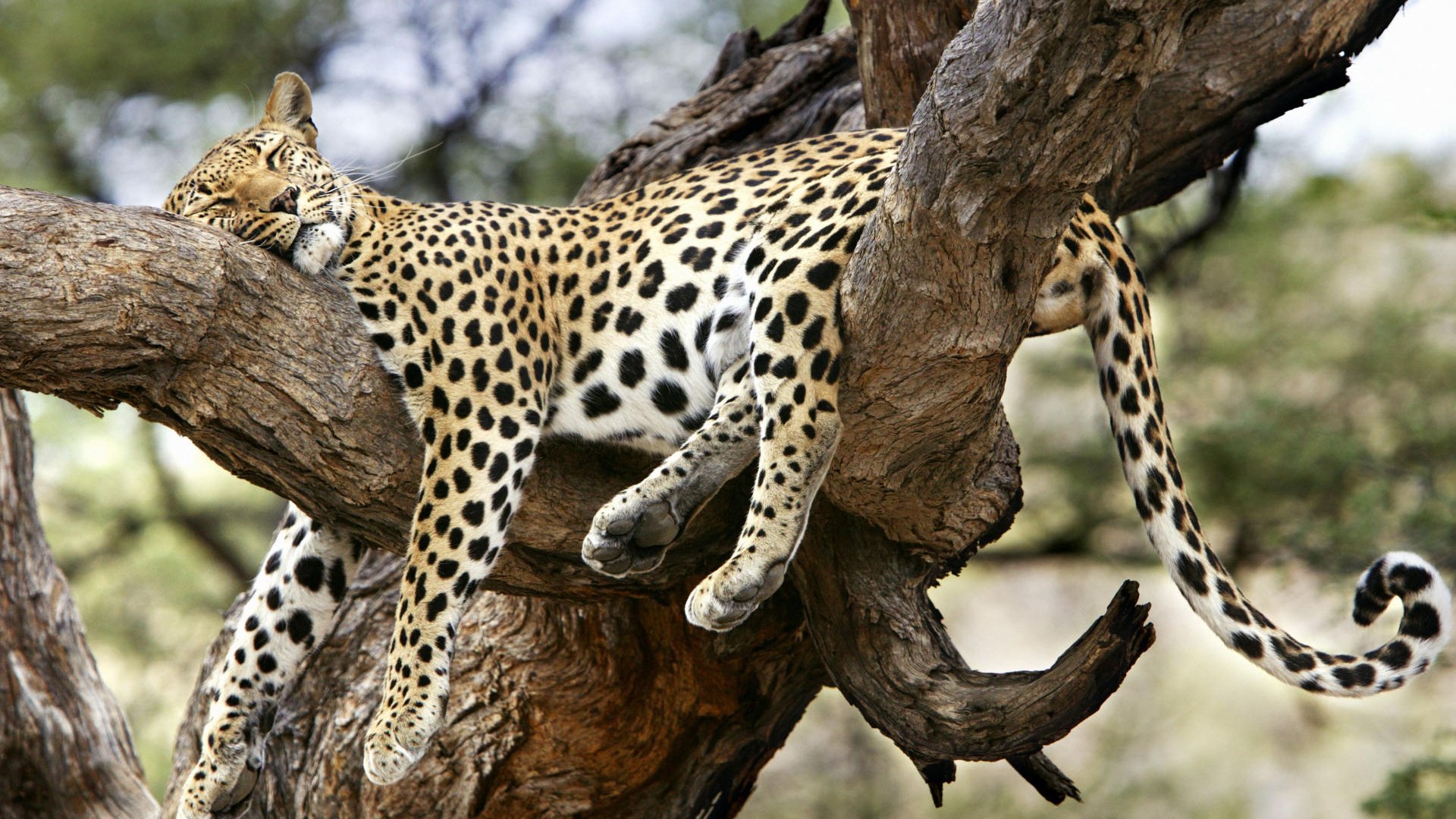Leopard In Tree HD Wallpaper FullHDwpp Full