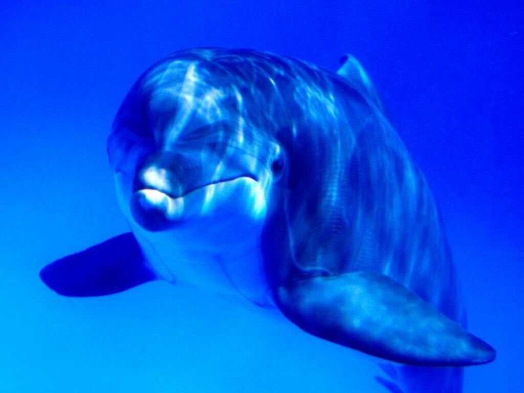 Wallpaper Pc Puter Dolphin
