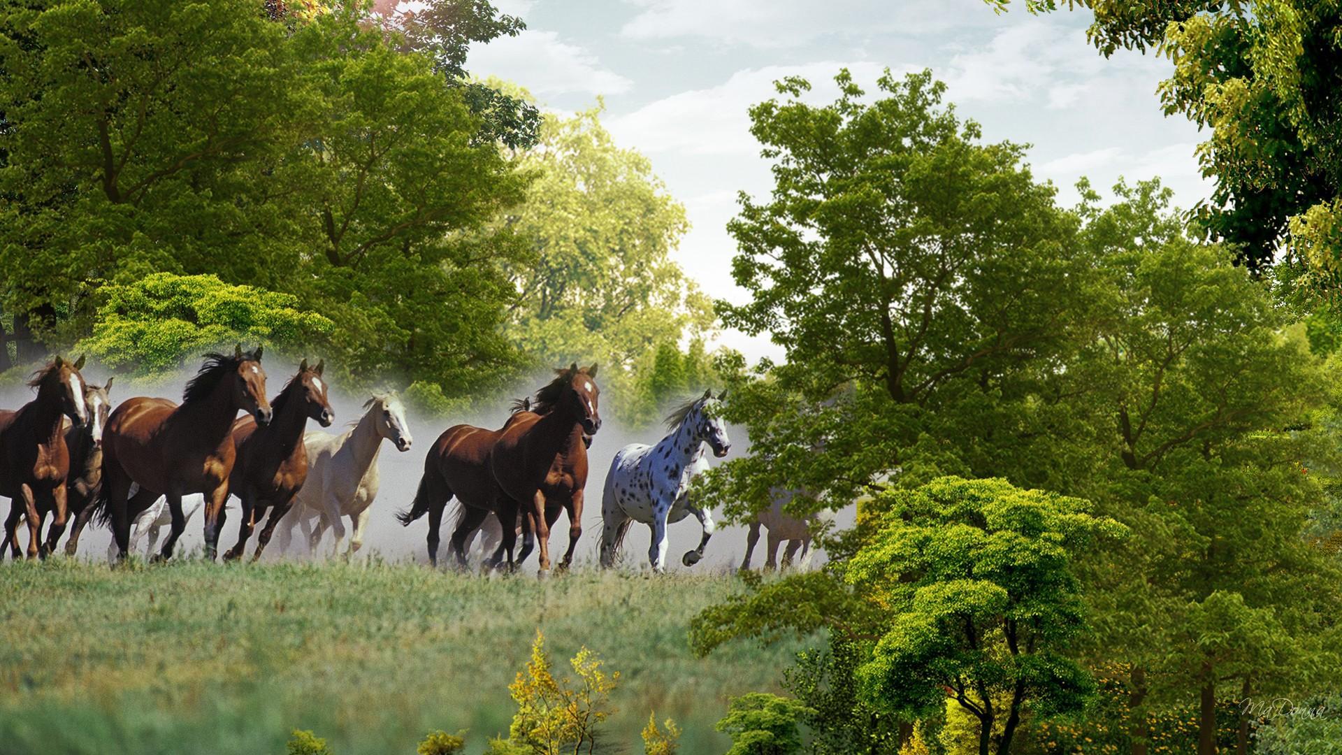 Running Horses Hd Desktop Wallpaper Widescreen High Definition