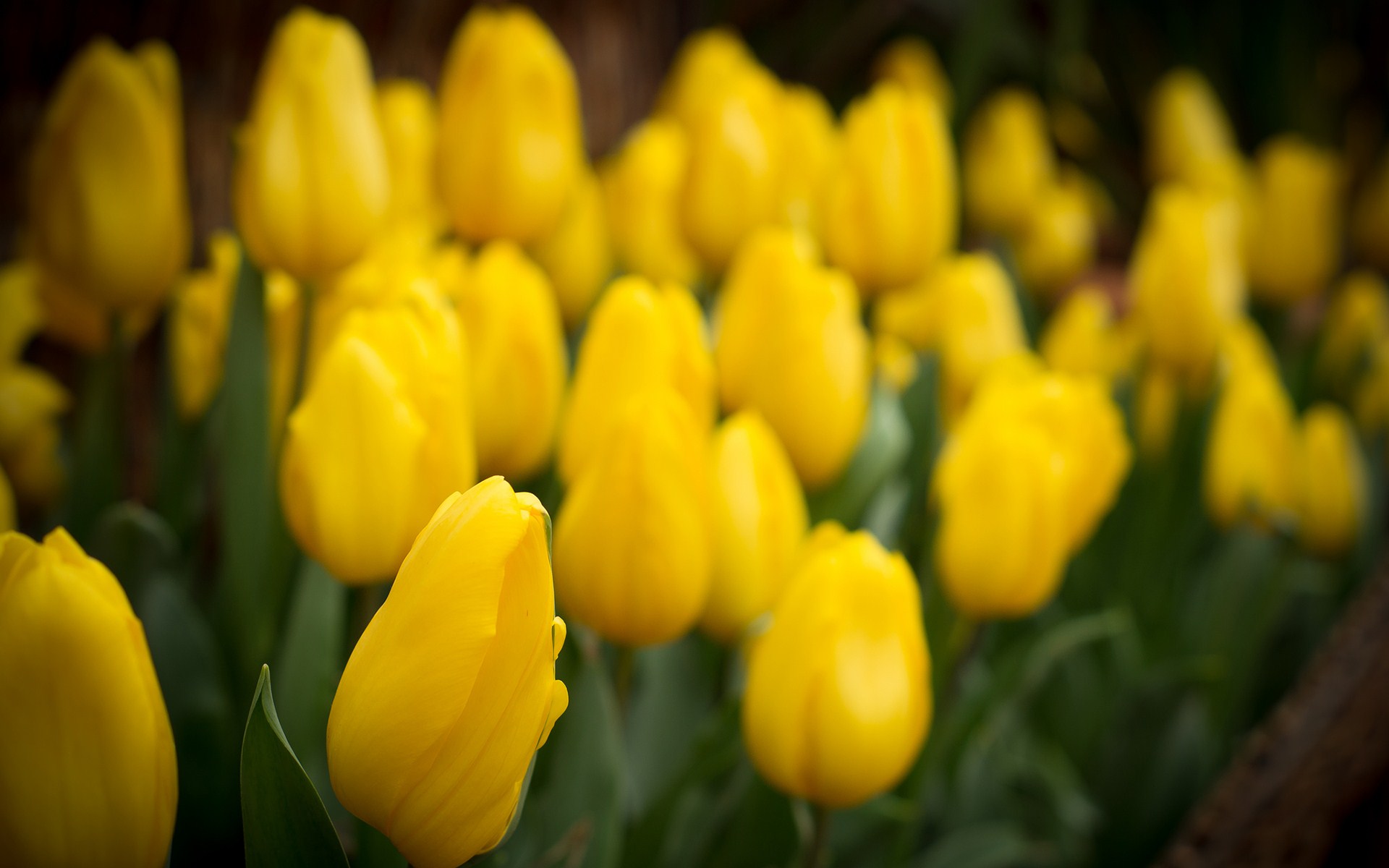 Tulips Yellow Field Id