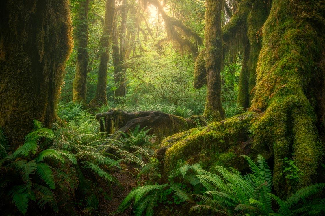 Hoh Rainforest Fine Art Photography Michael Bjorge
