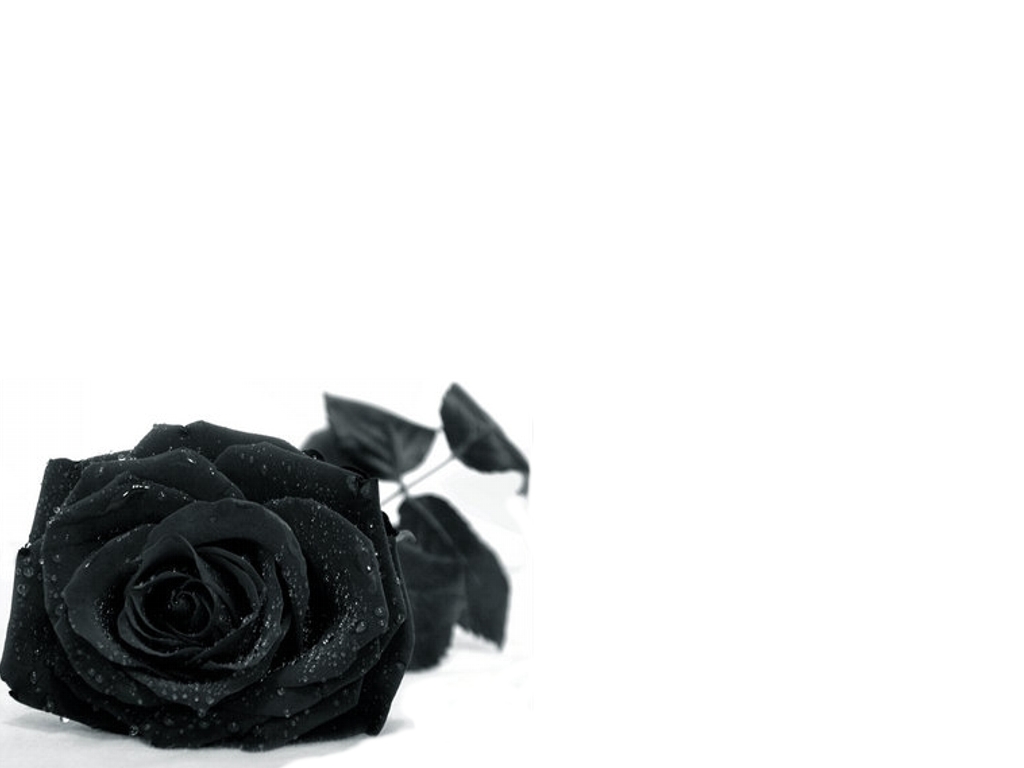 Nền đen với hoa hồng đen là một bộ ảnh trang trí đẹp và bí ẩn. Những cánh hoa đen hùng vĩ trên nền đen tạo ra một kết hợp tinh tế giữa sự nặng nề và sự tinh tế. Hãy tìm hiểu thêm về nền đen với hoa hồng đen qua bộ ảnh ấn tượng này trên WallpaperSafari.